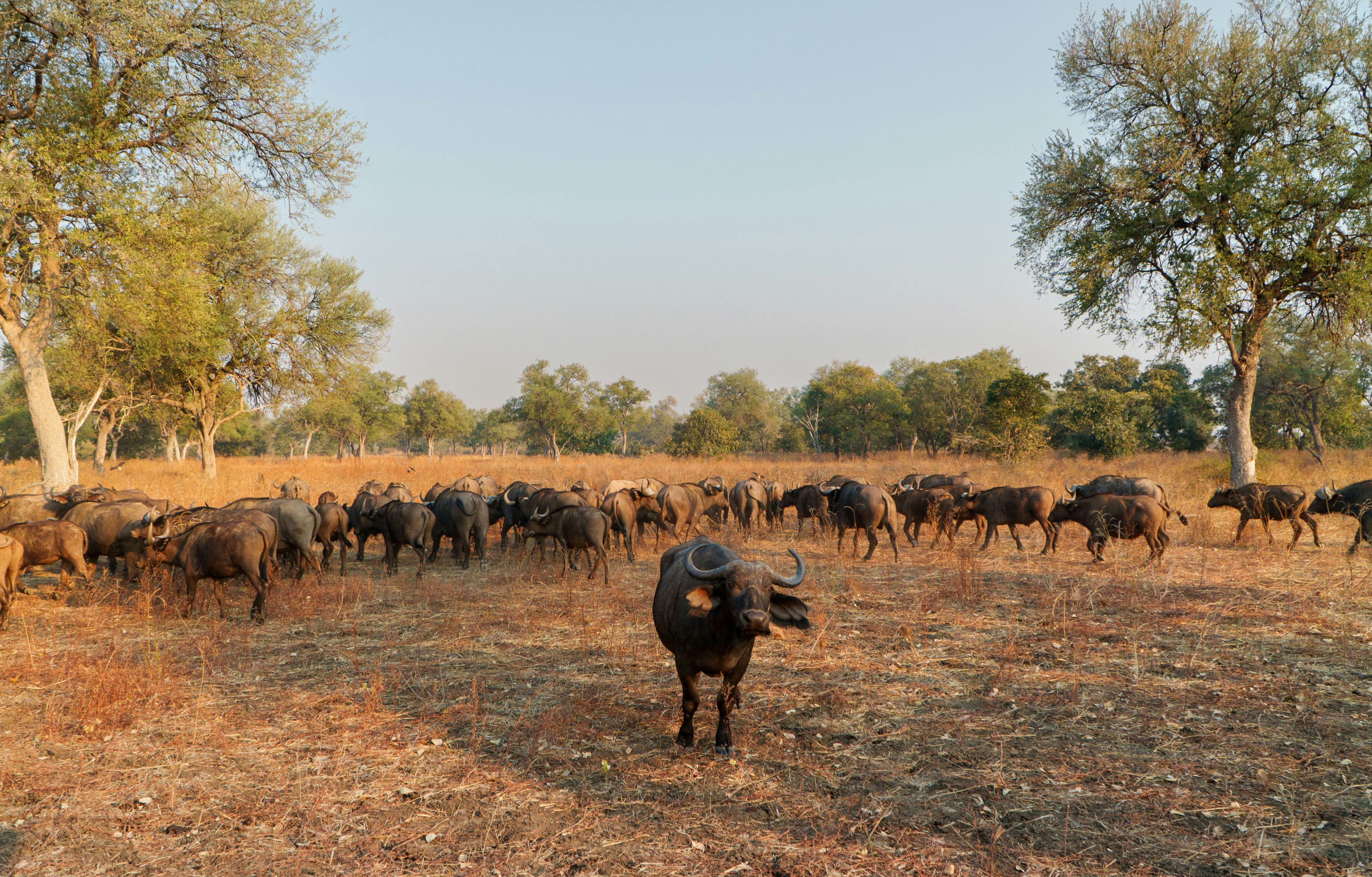 Herd of African buffalo in a dry savanna.