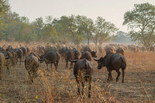 Elephant Tanzania