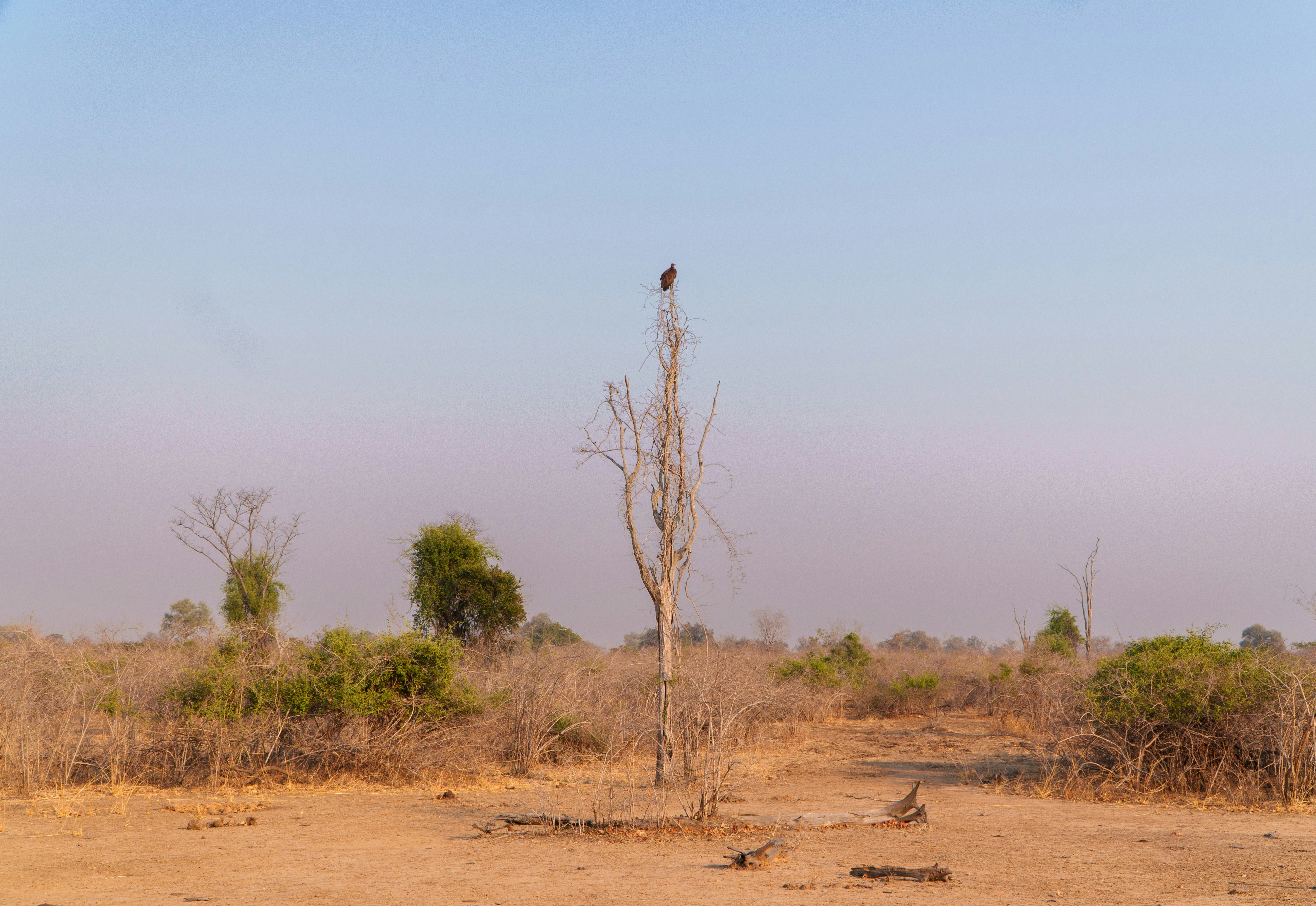 A vulture sits on top of a tree.