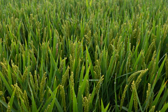 Green rice stalks in a field under sunlight.