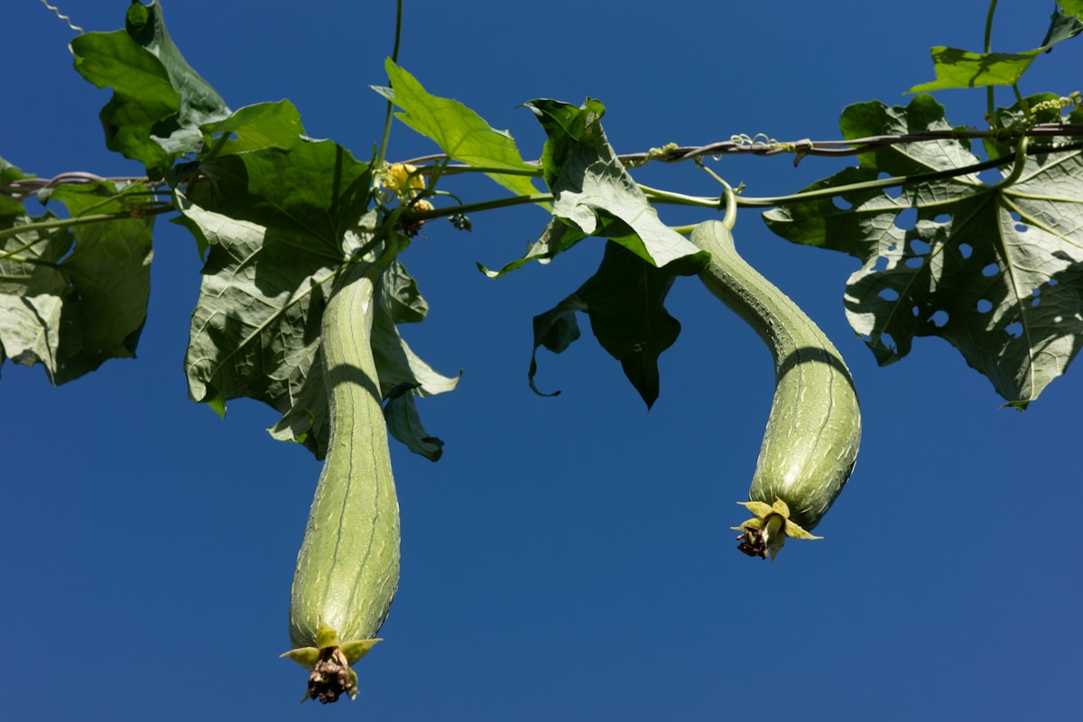 Snow Mushroom in Korean Skincare: Nature's Hyaluronic Acid