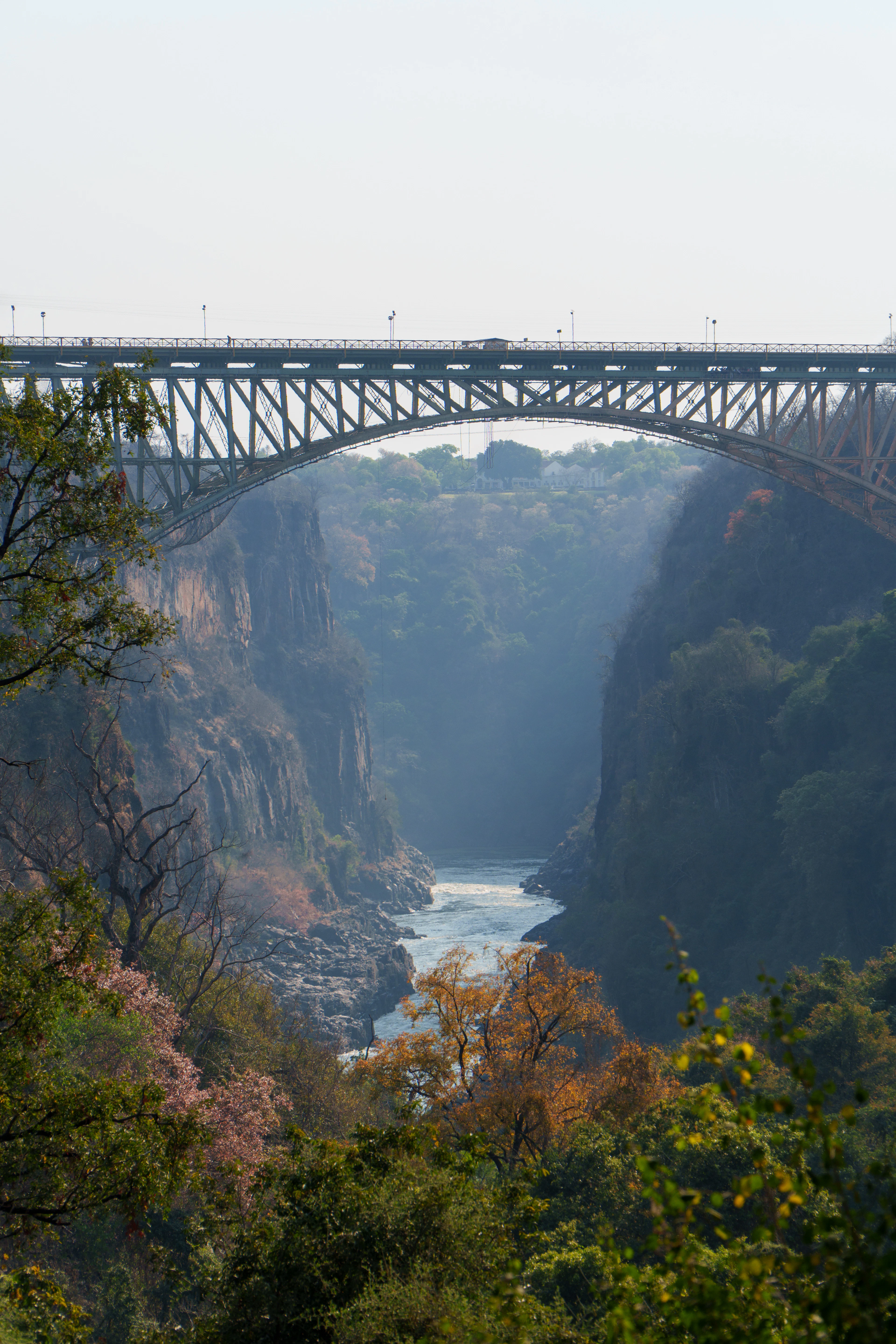 Victoria Falls Bridge seen through blossoming branches in hazy afternoon light over the gorge.