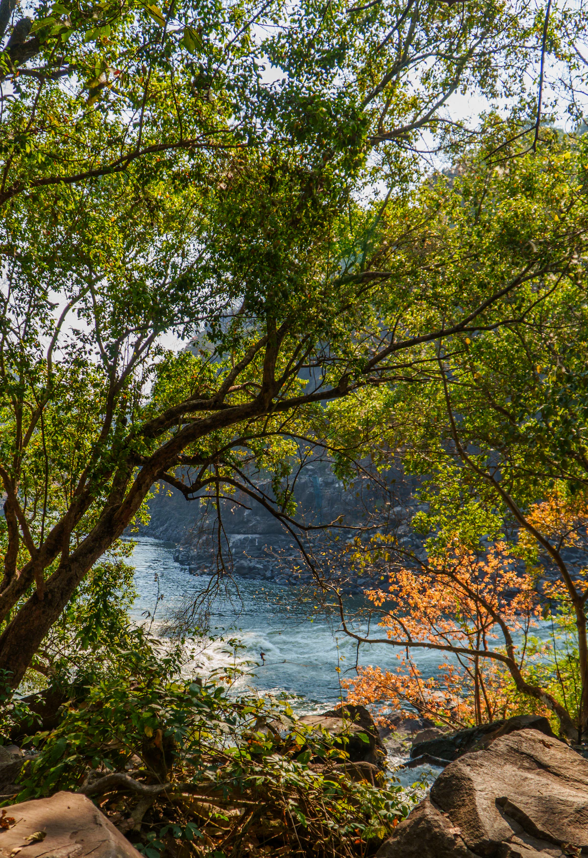 The powerful Zambezi River flowing through forested rock at the Boiling Pot on the Zambian side