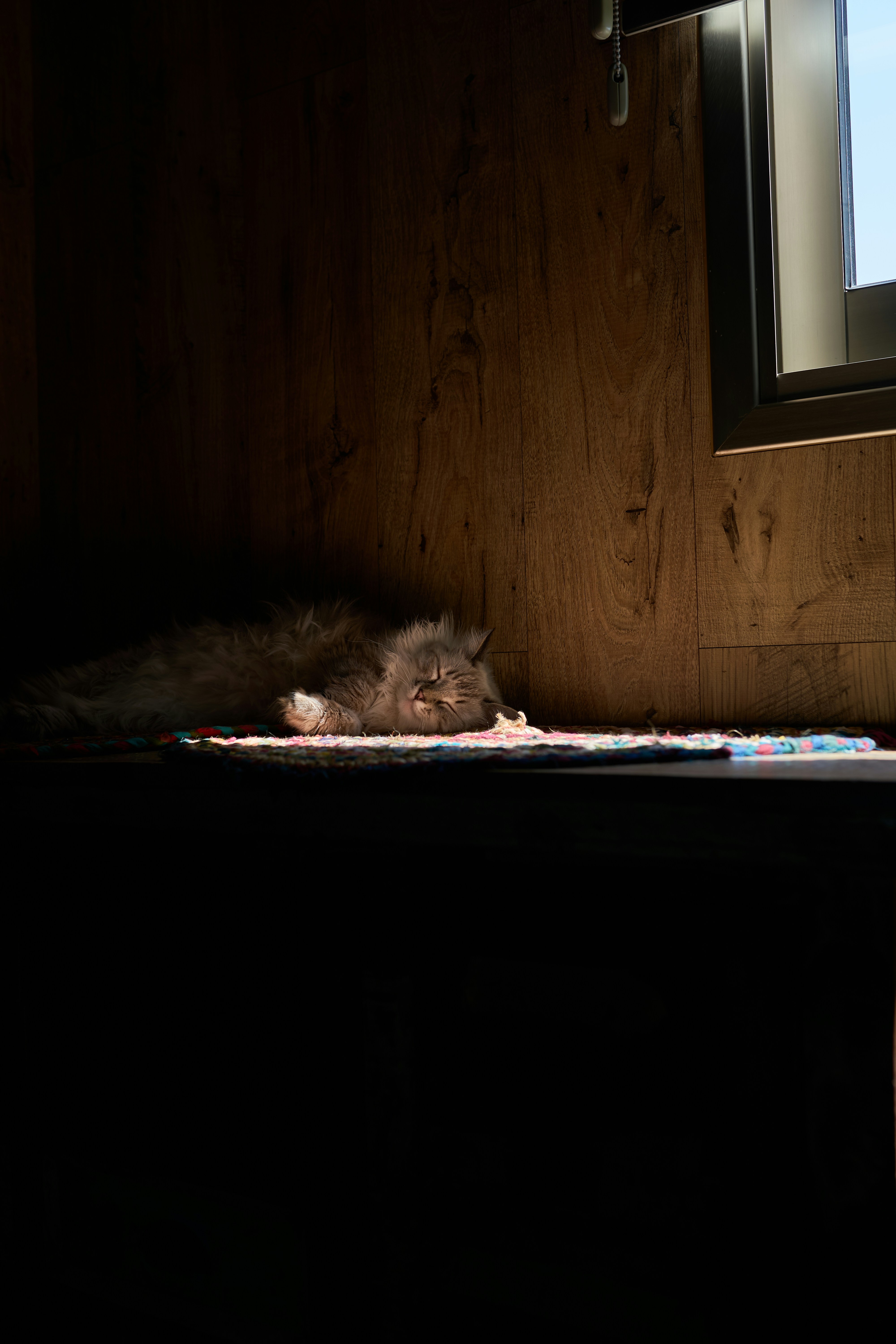 A fluffy cat sleeps peacefully in a sunbeam.