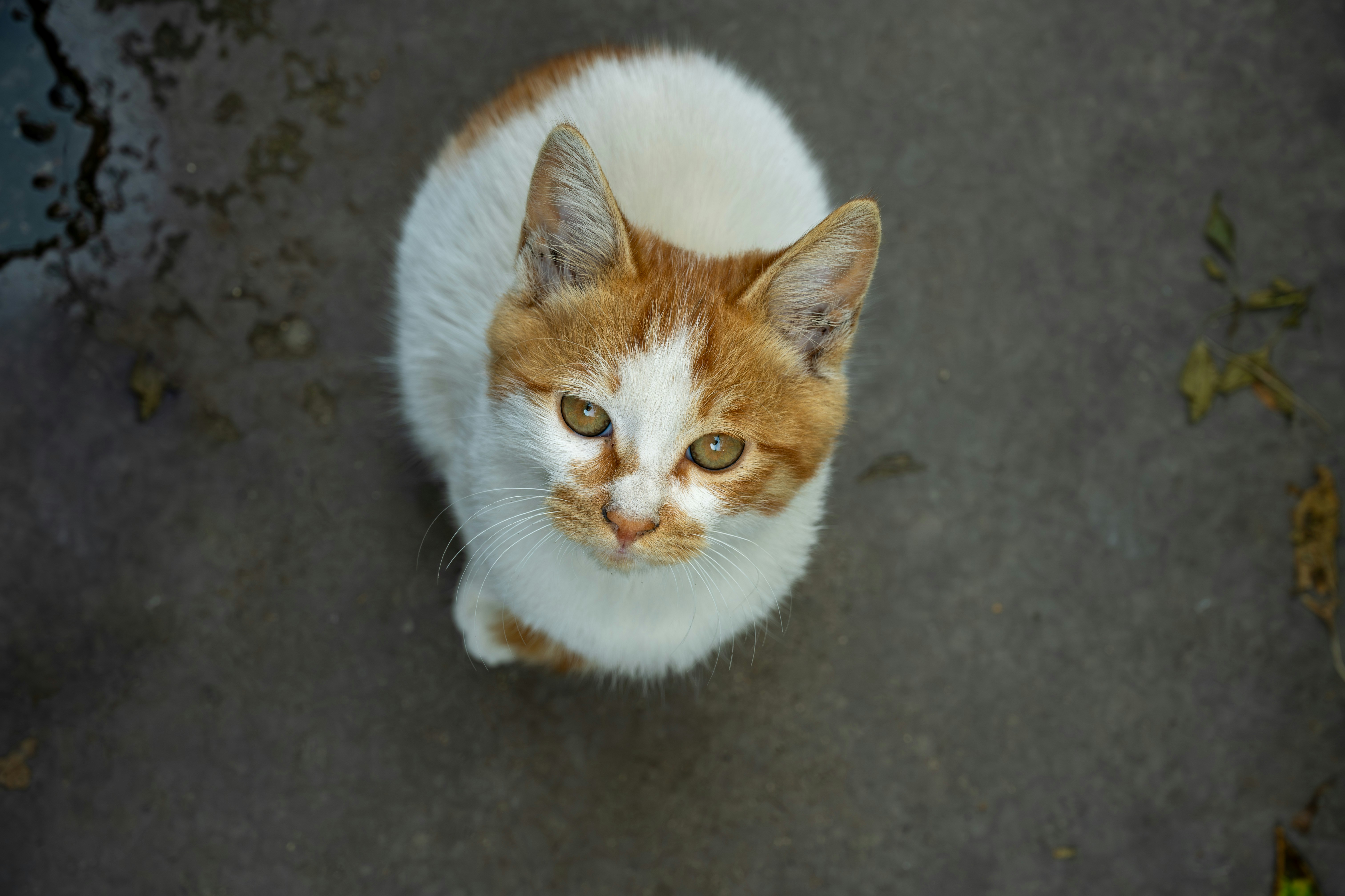 Orange cat sitting peacefully