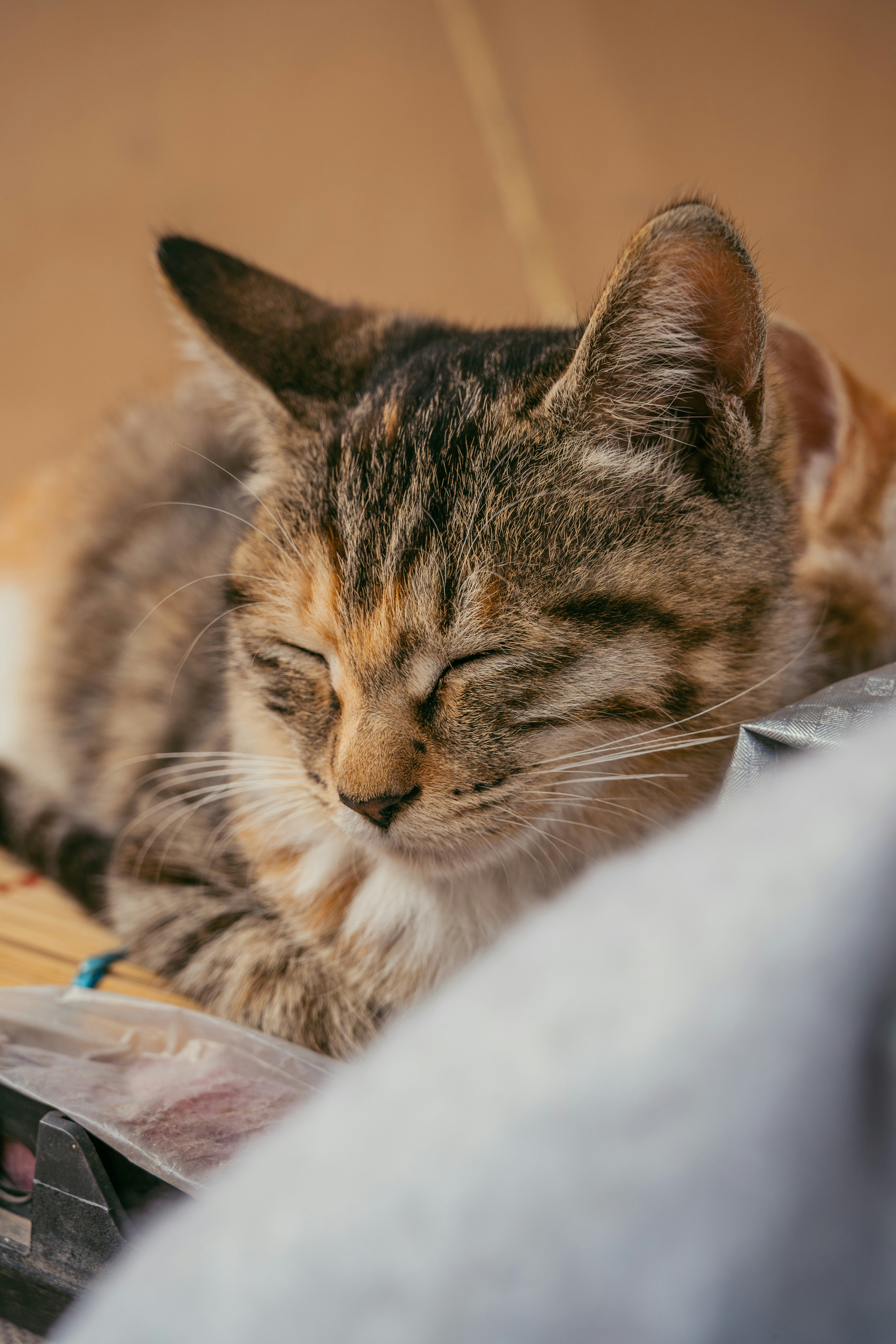 タビー猫は表面で安らかに眠っています。