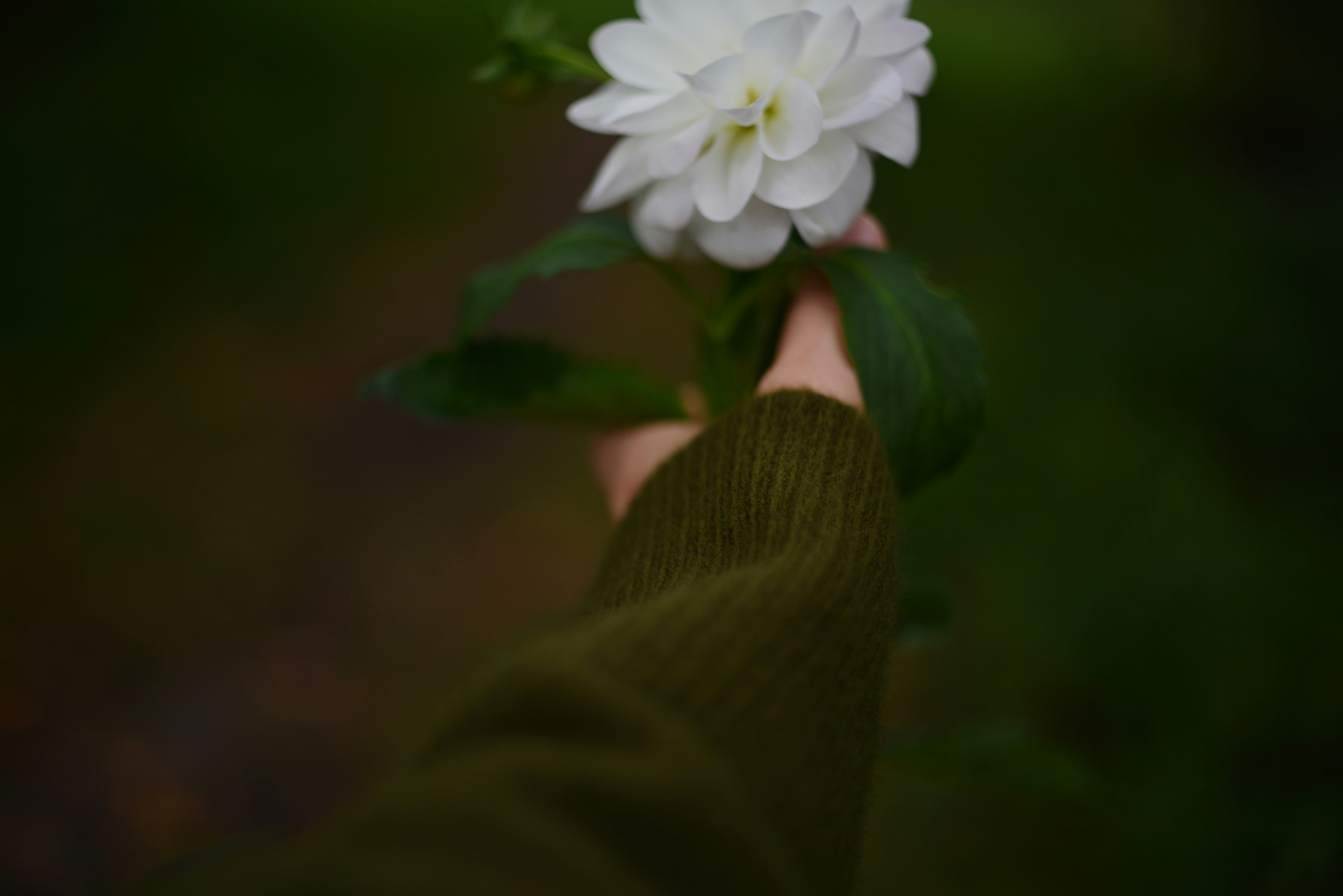 Hand holding a white flower with green leaves.