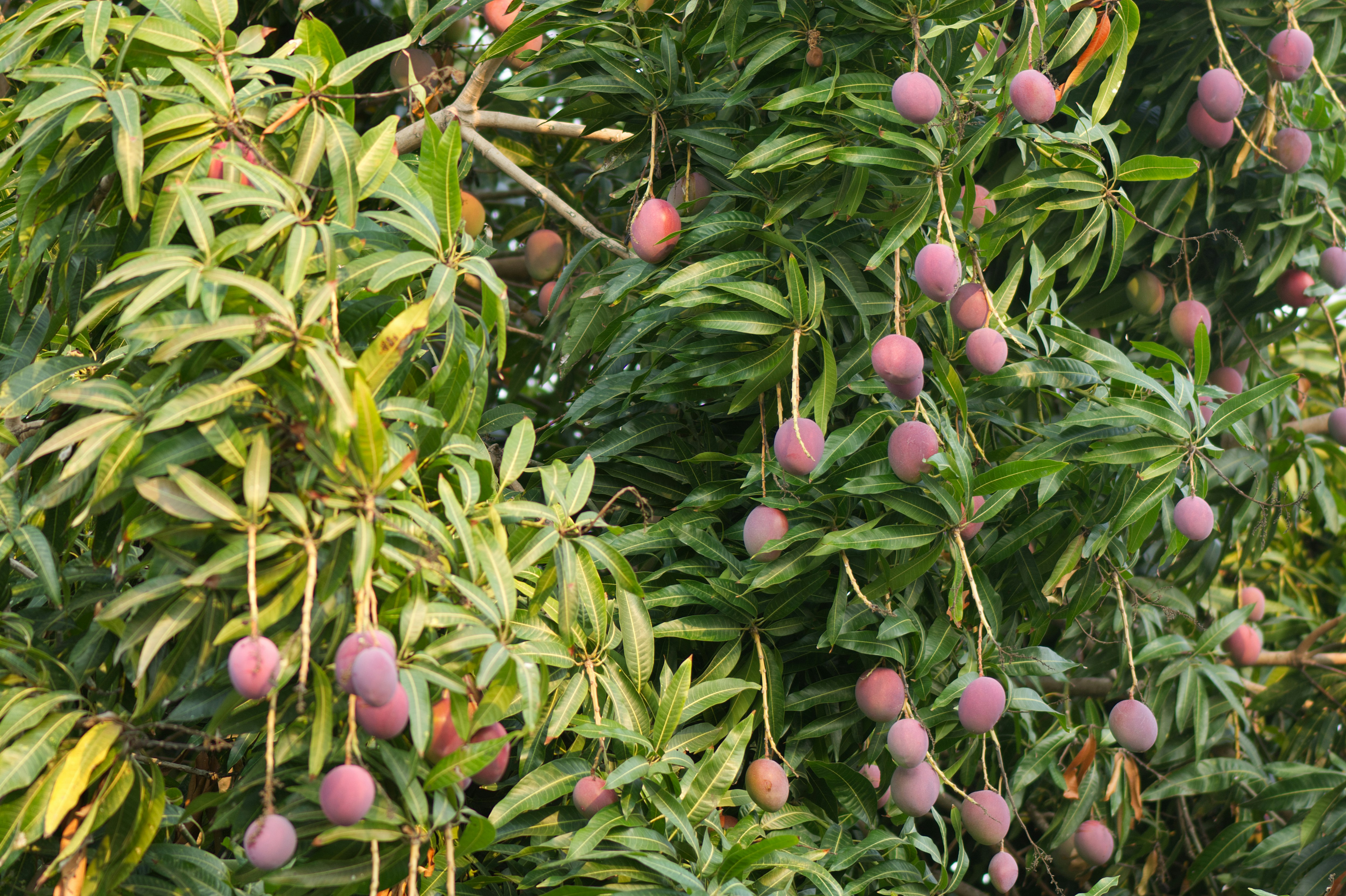 Mango tree