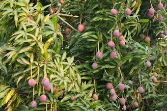 Mangoes hanging from a tree branch