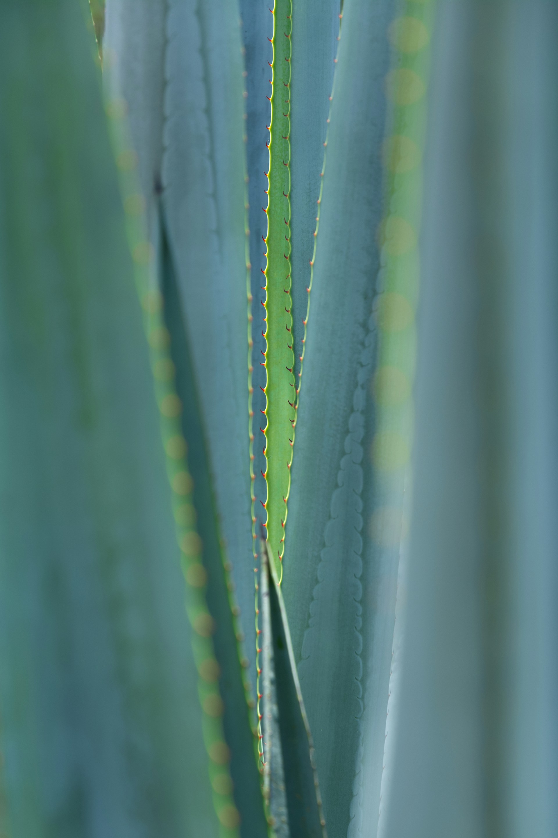 Close-up of blue agave plant leaves