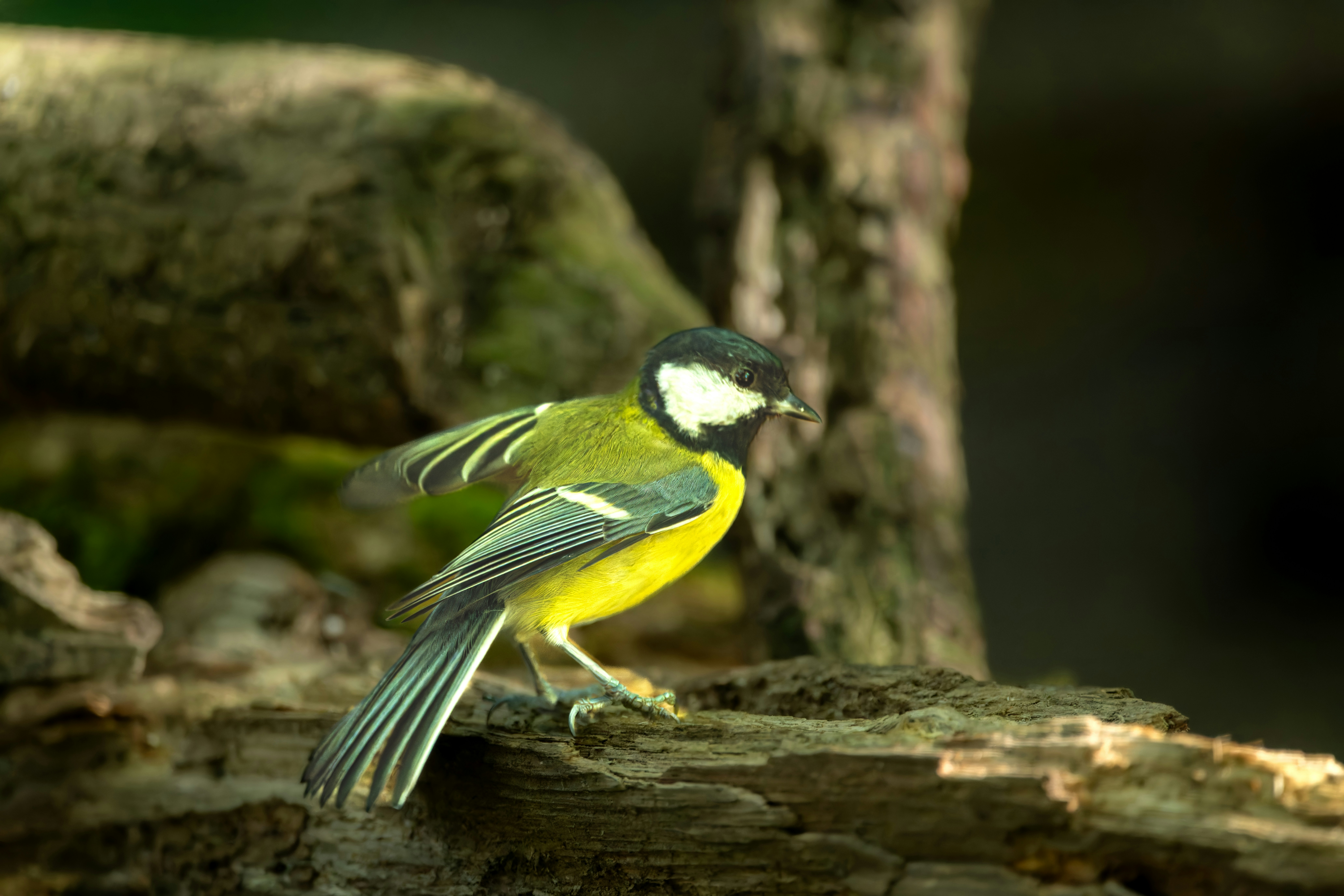 Photo by siegfriedpoepperl