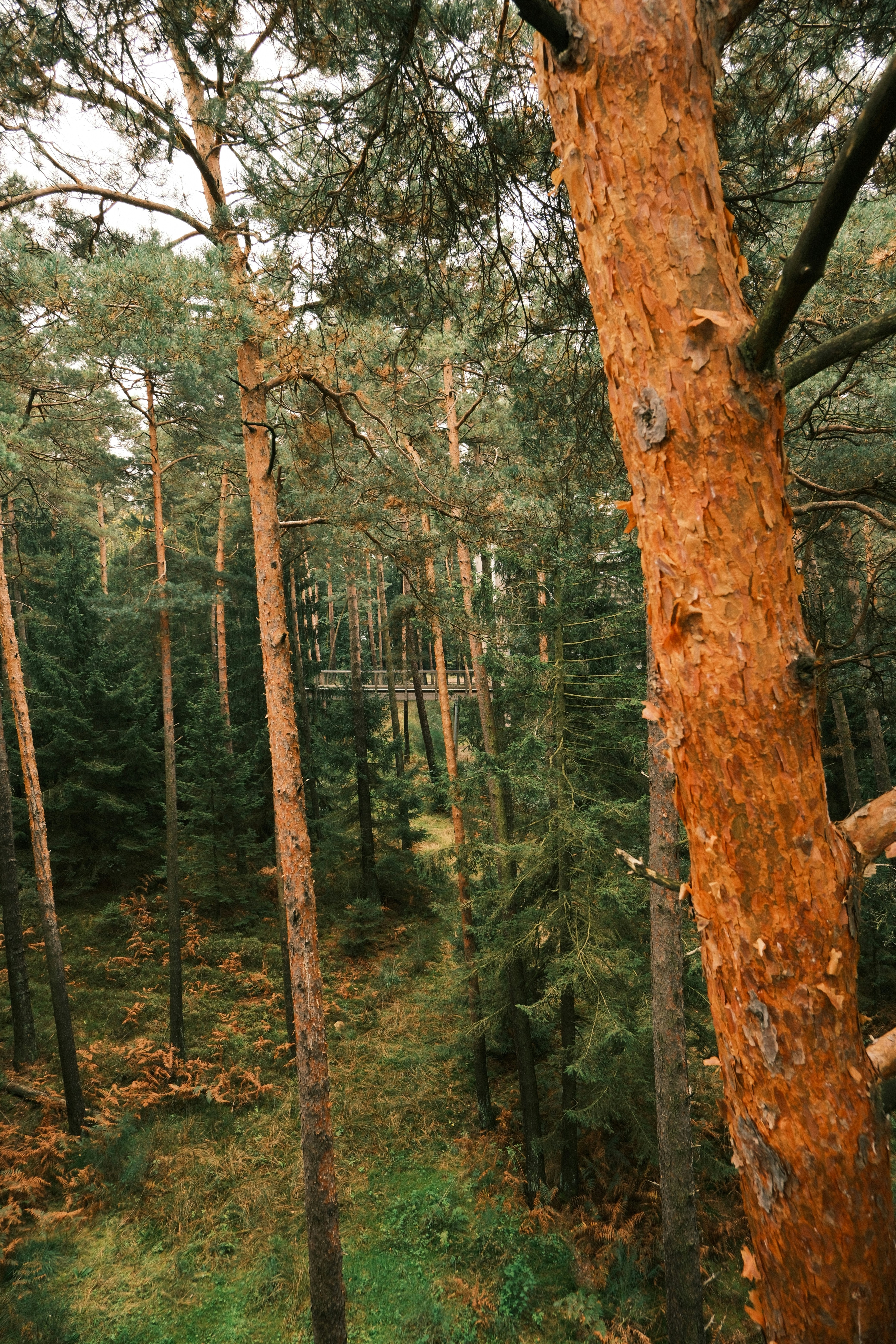 Tall pine trees in a dense forest setting.