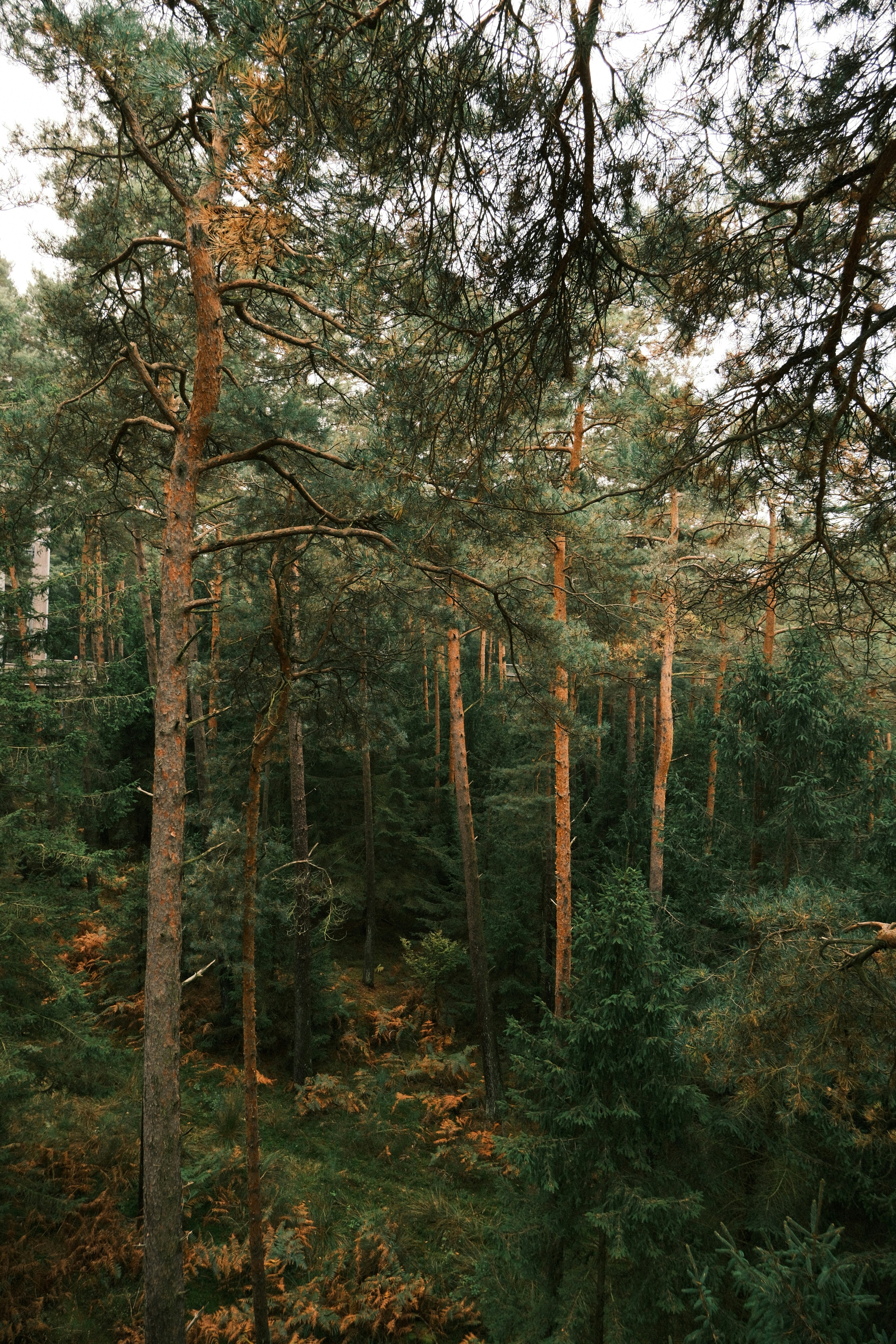 Tall pine trees in a dense forest setting.