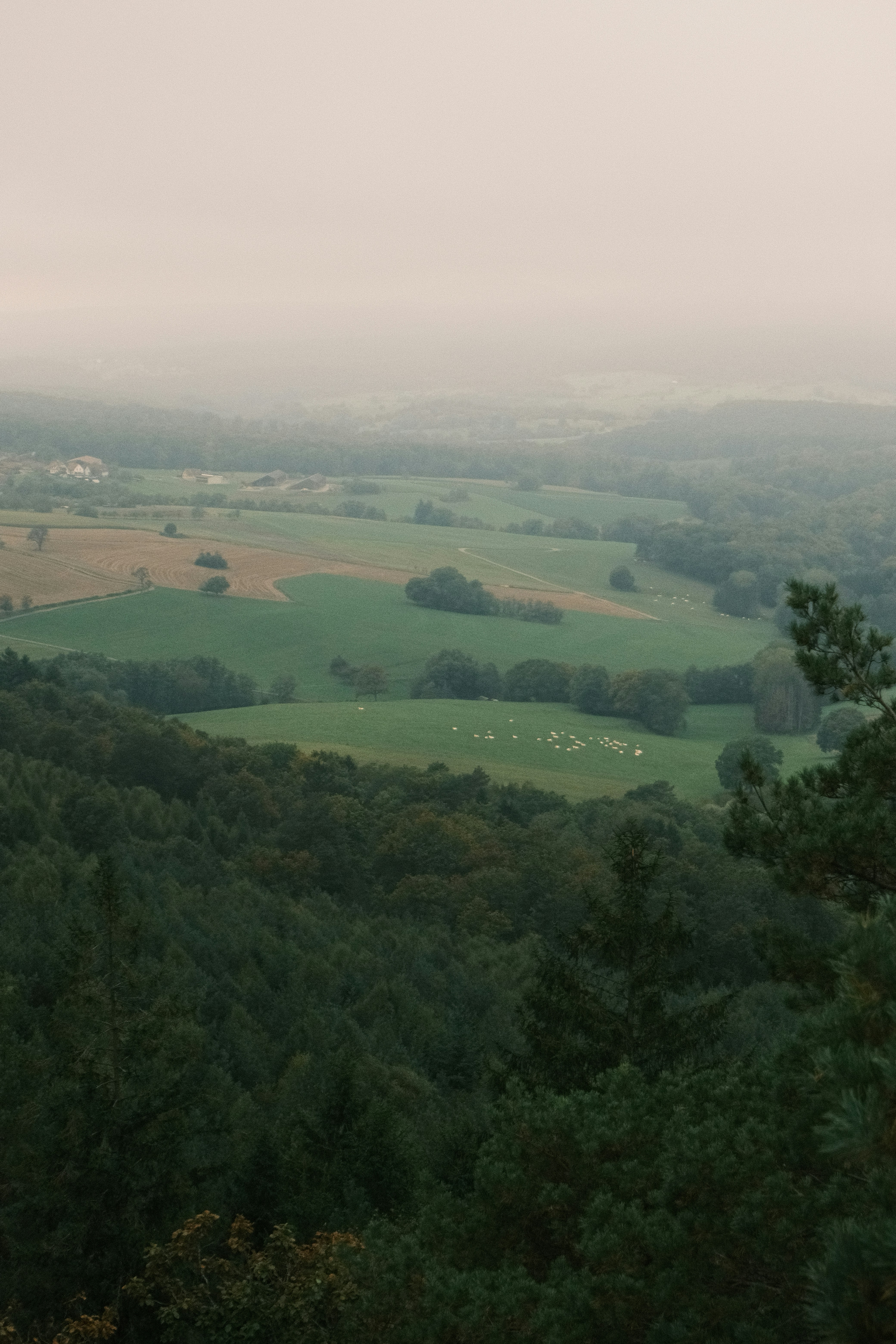 Misty rolling hills with green fields and trees