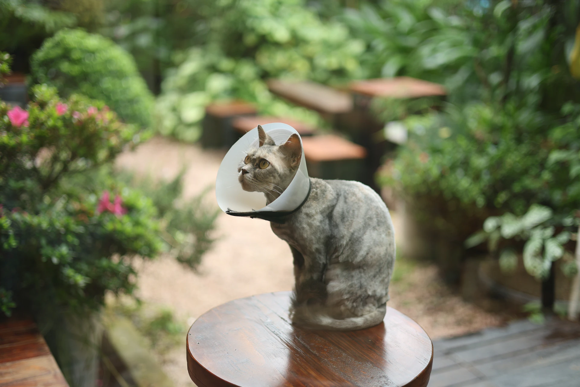 A cat wearing a cone sits on a stool outdoors.