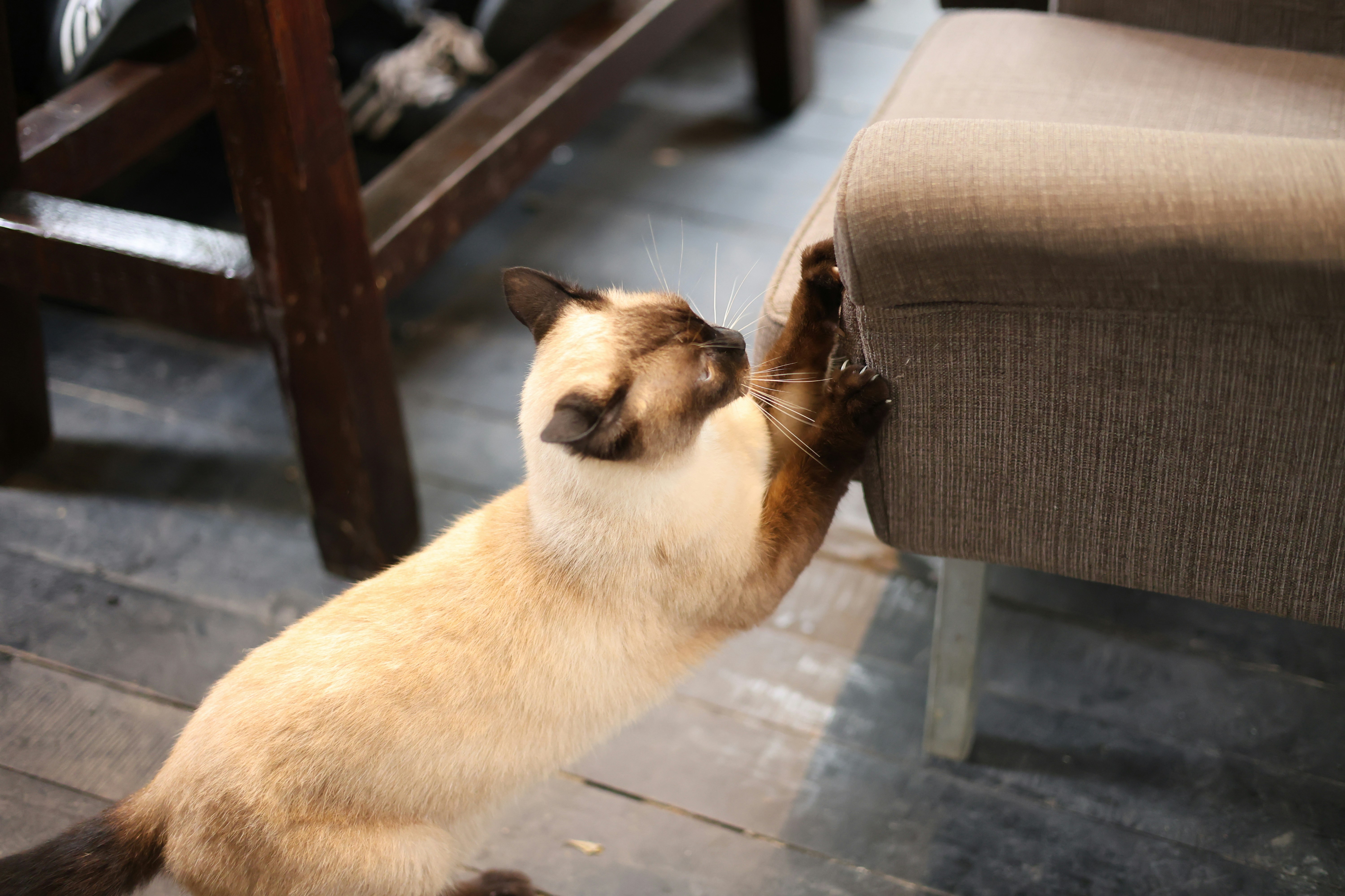 Siamese cat scratching a chair leg