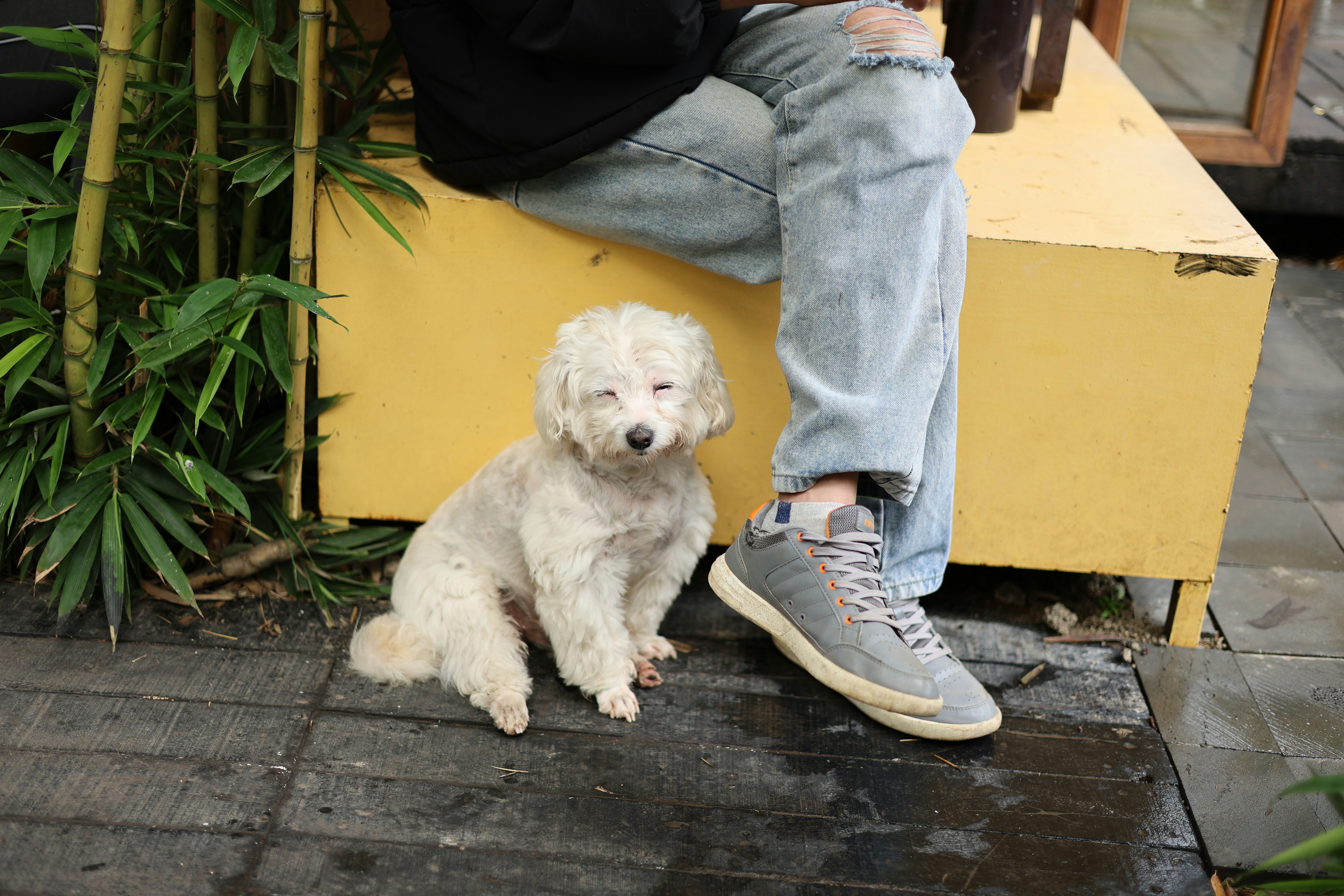 Small white poodle sits next to person's leg