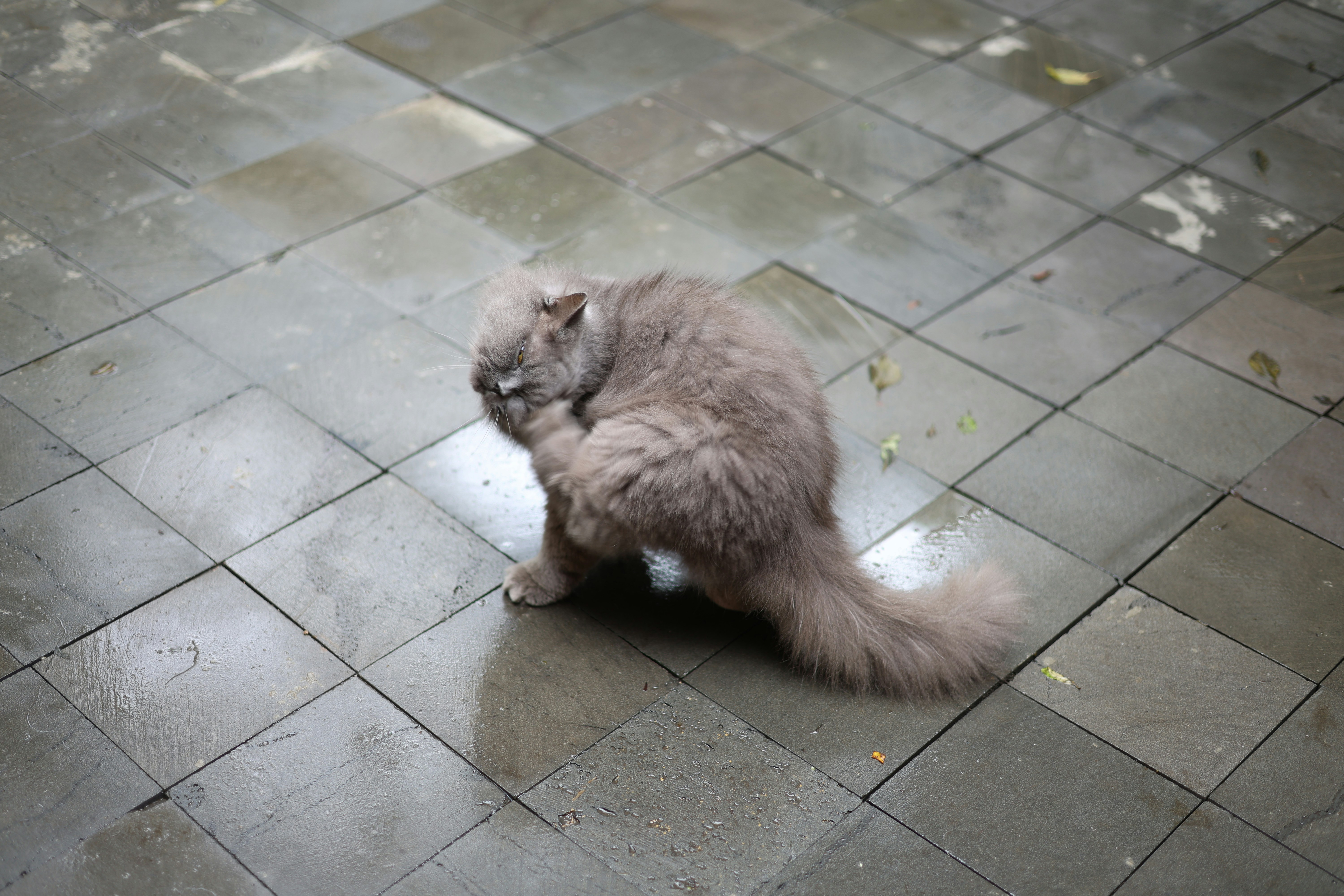 Fluffy grey cat grooming itself on tiled floor