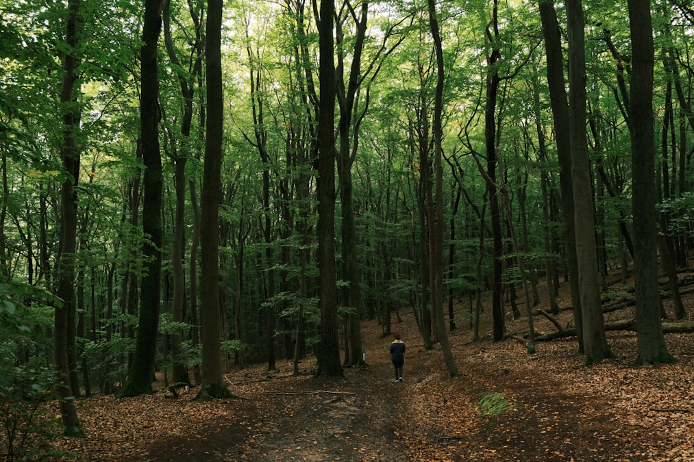 Person walking on a forest path through tall green trees with leaves on the ground