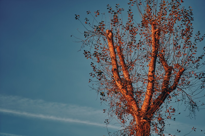 জলবায়ু পরিবর্তন: বাংলাদেশের চ্যালেঞ্জ ও সমাধান