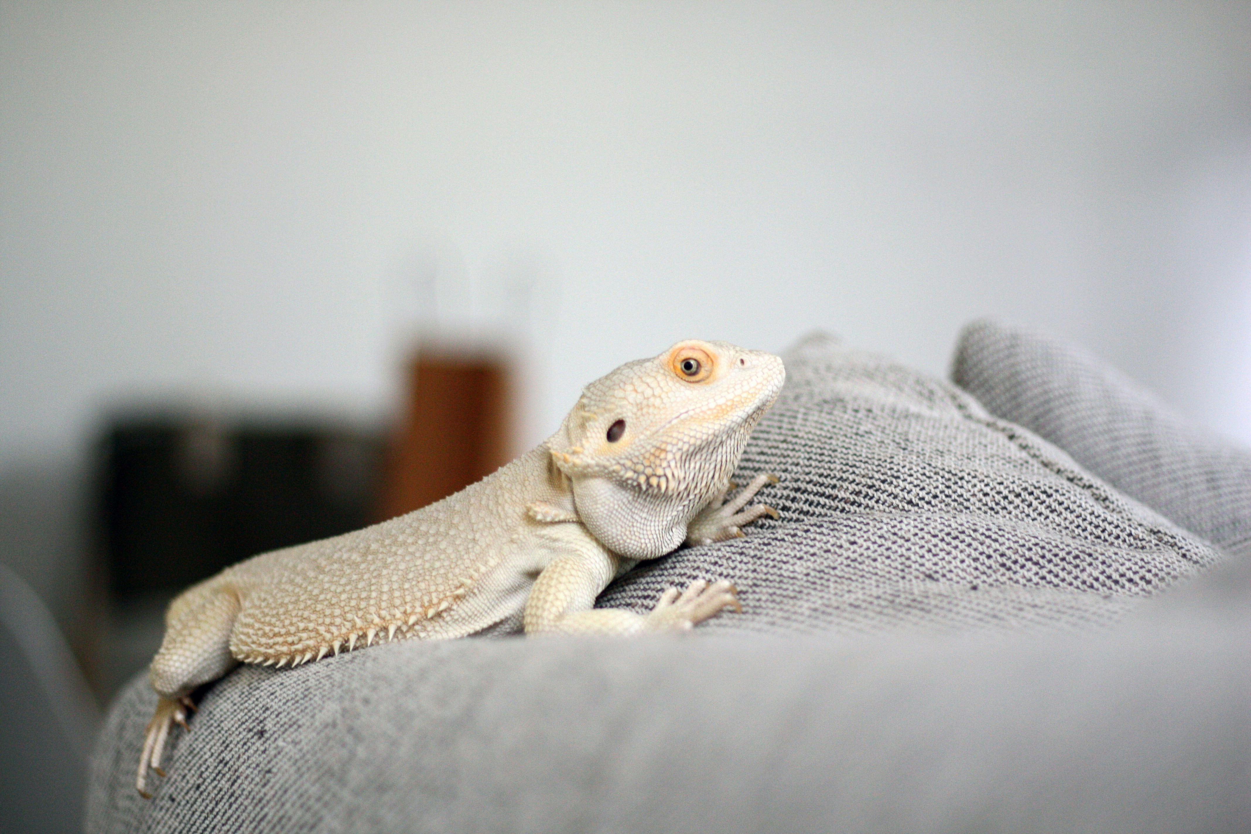 A light-colored lizard rests on a gray fabric surface.