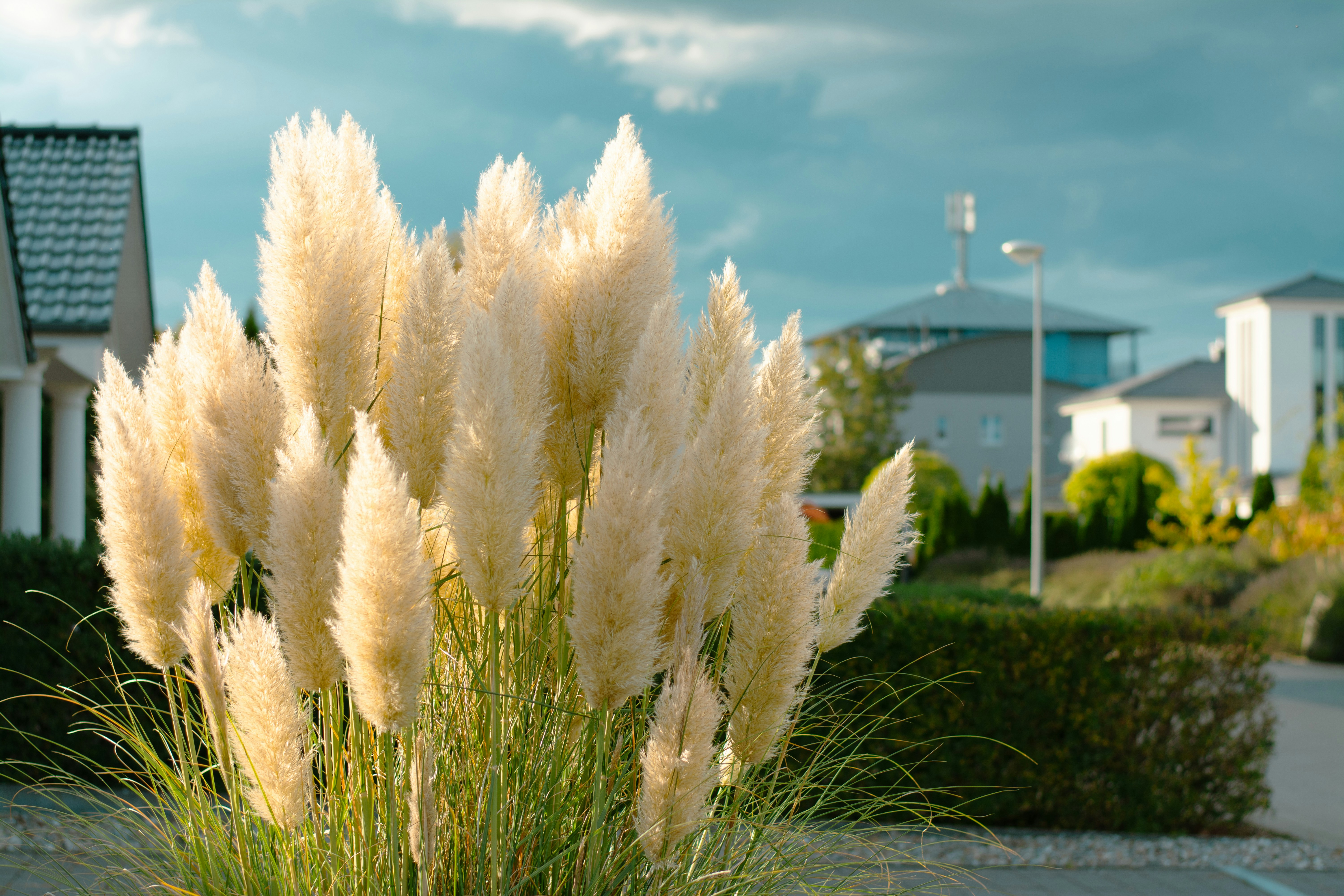 Tall pampas grass plumes in front of modern houses.