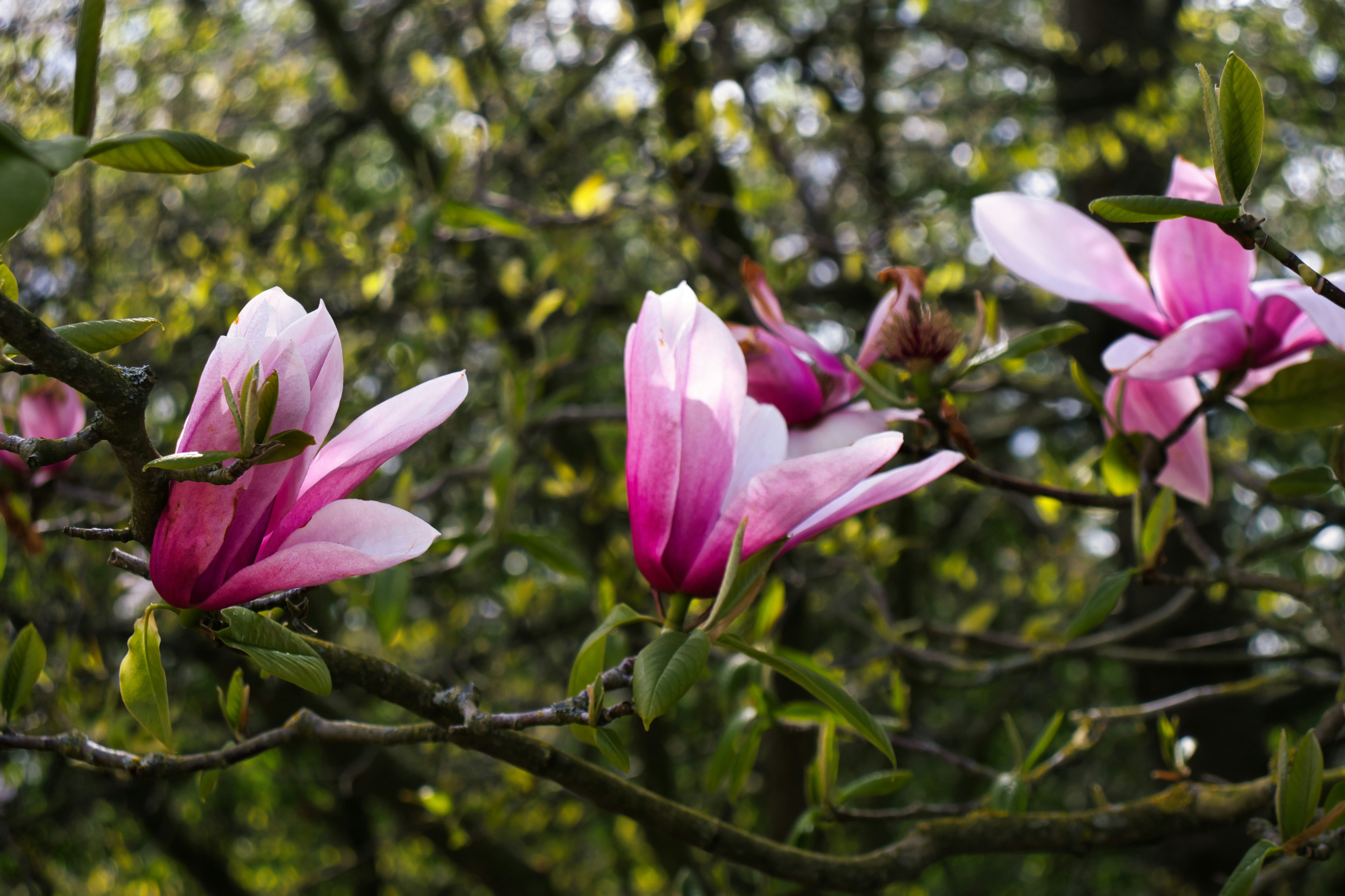 Photo by paws_and_prints