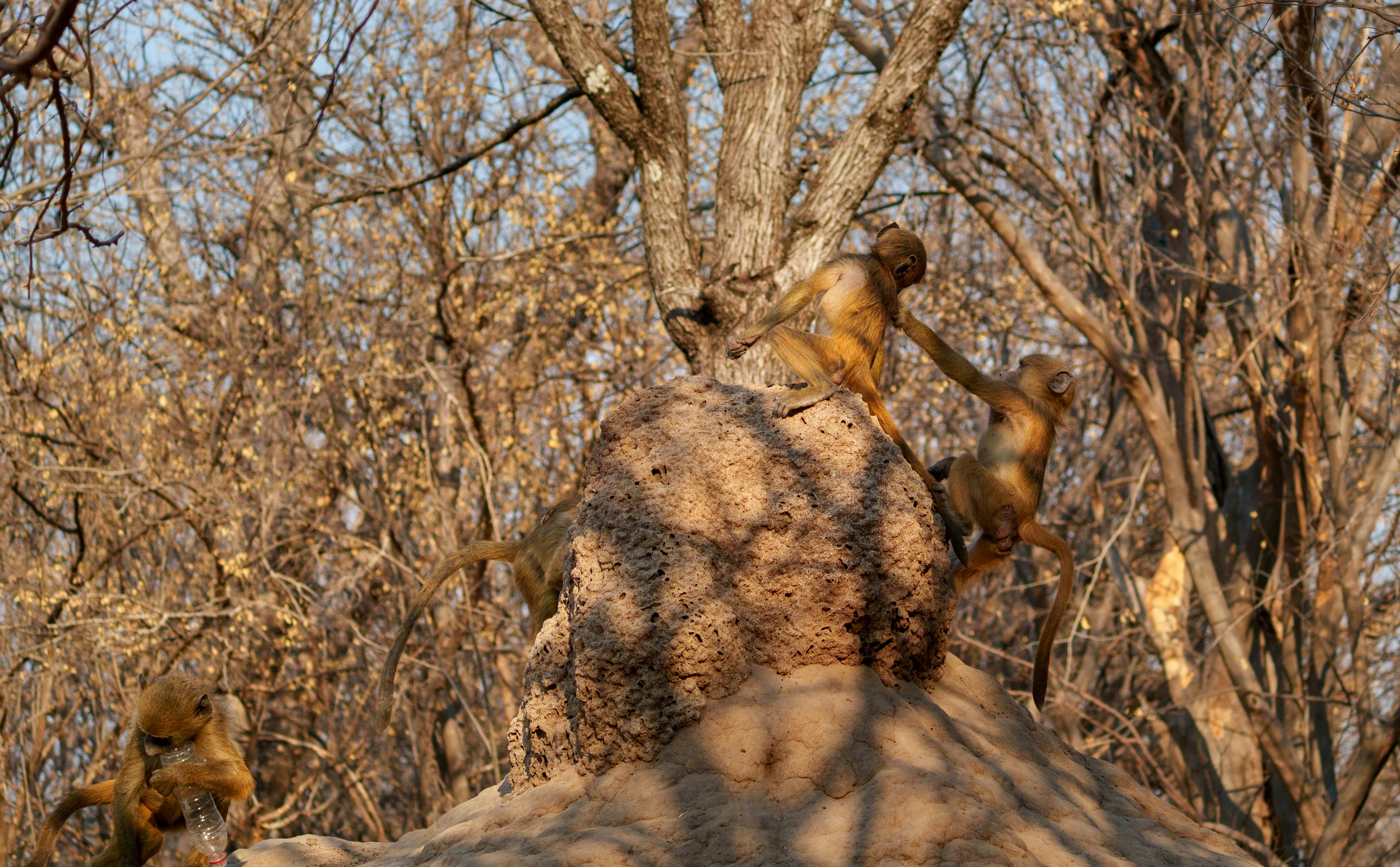Monkeys climbing on a termite mound in dry brush.