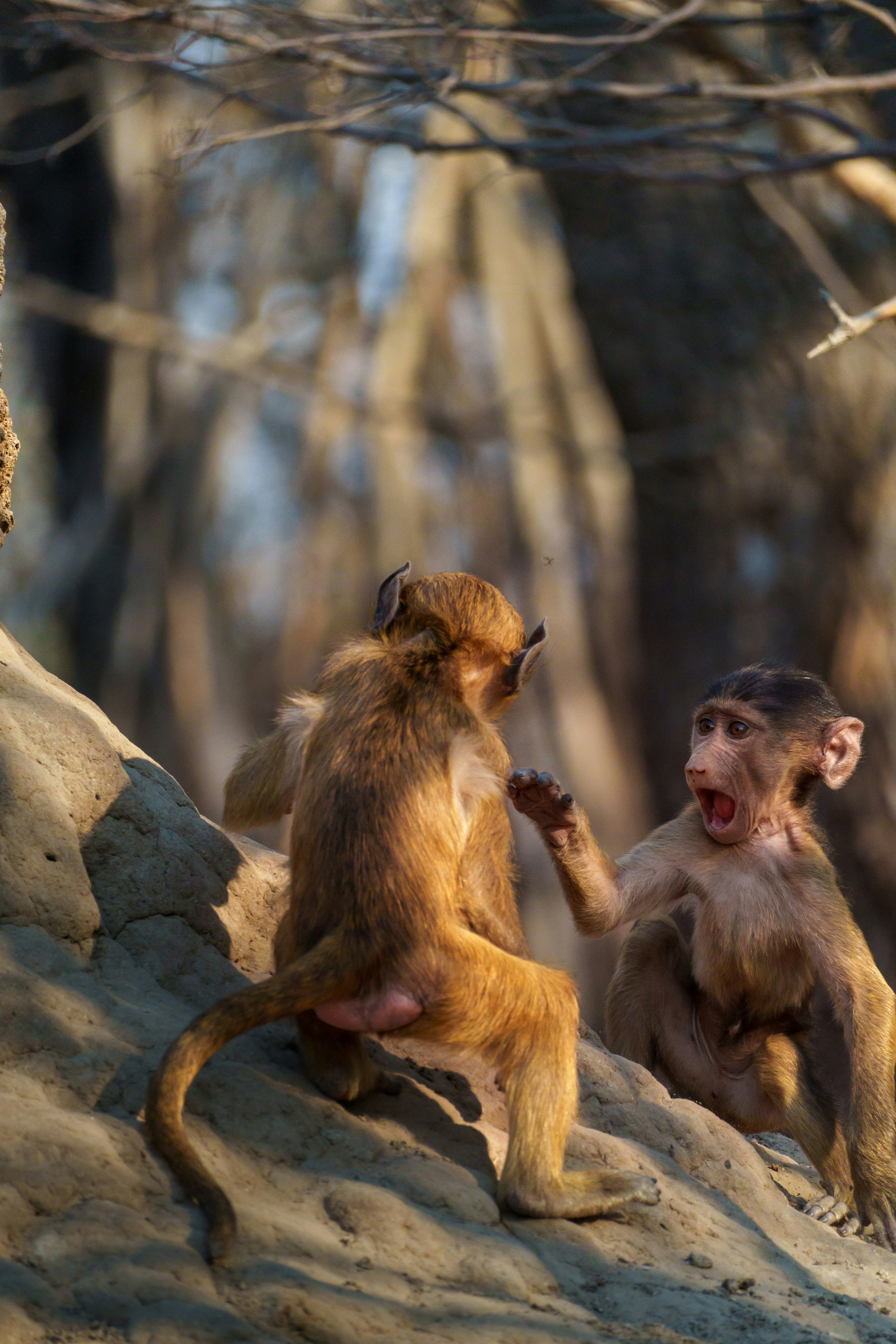 Être belle-mère — mon expérience, sans filtre