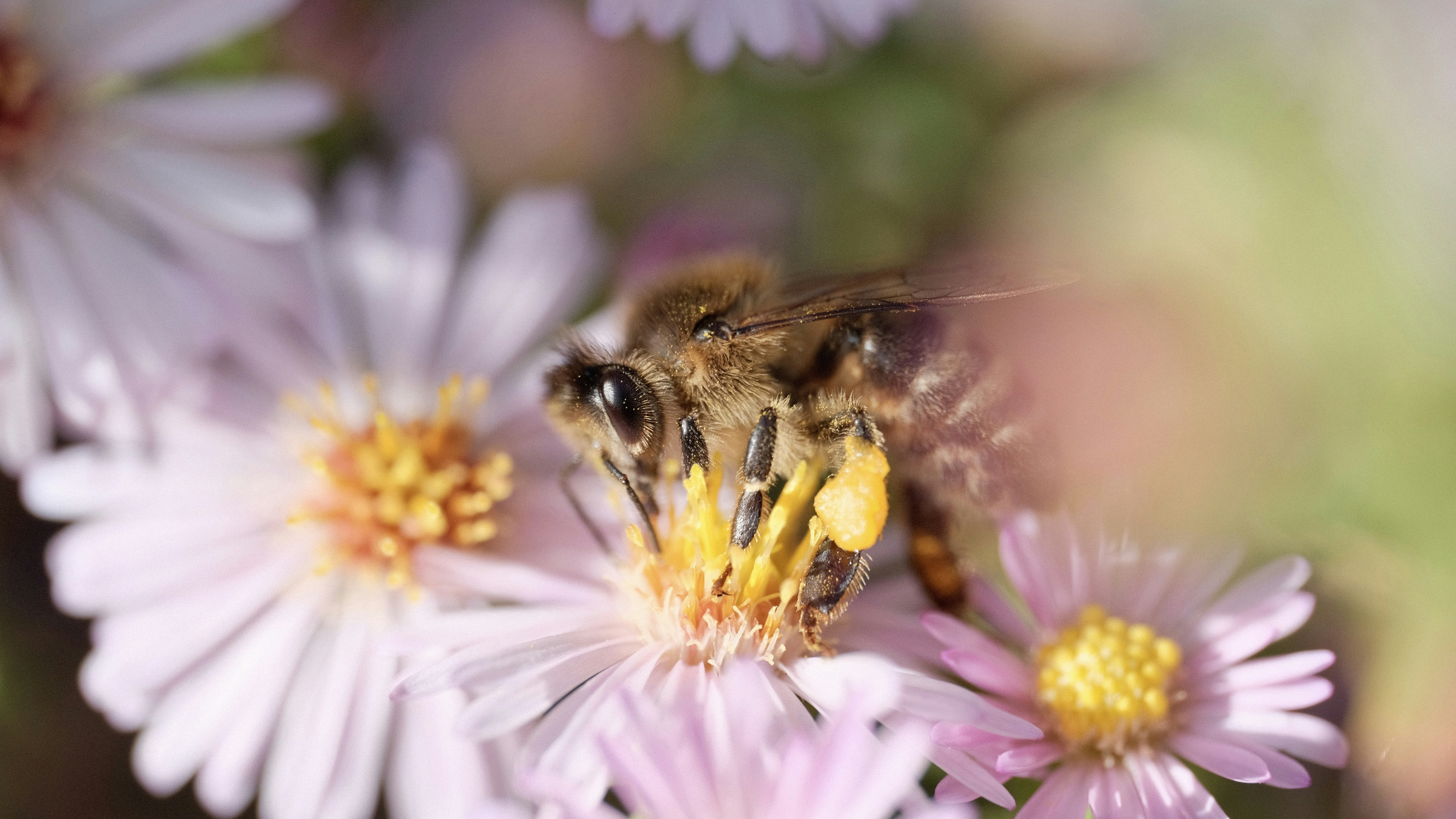 Eine Biene sammelt Pollen von einer rosa Blüte.
