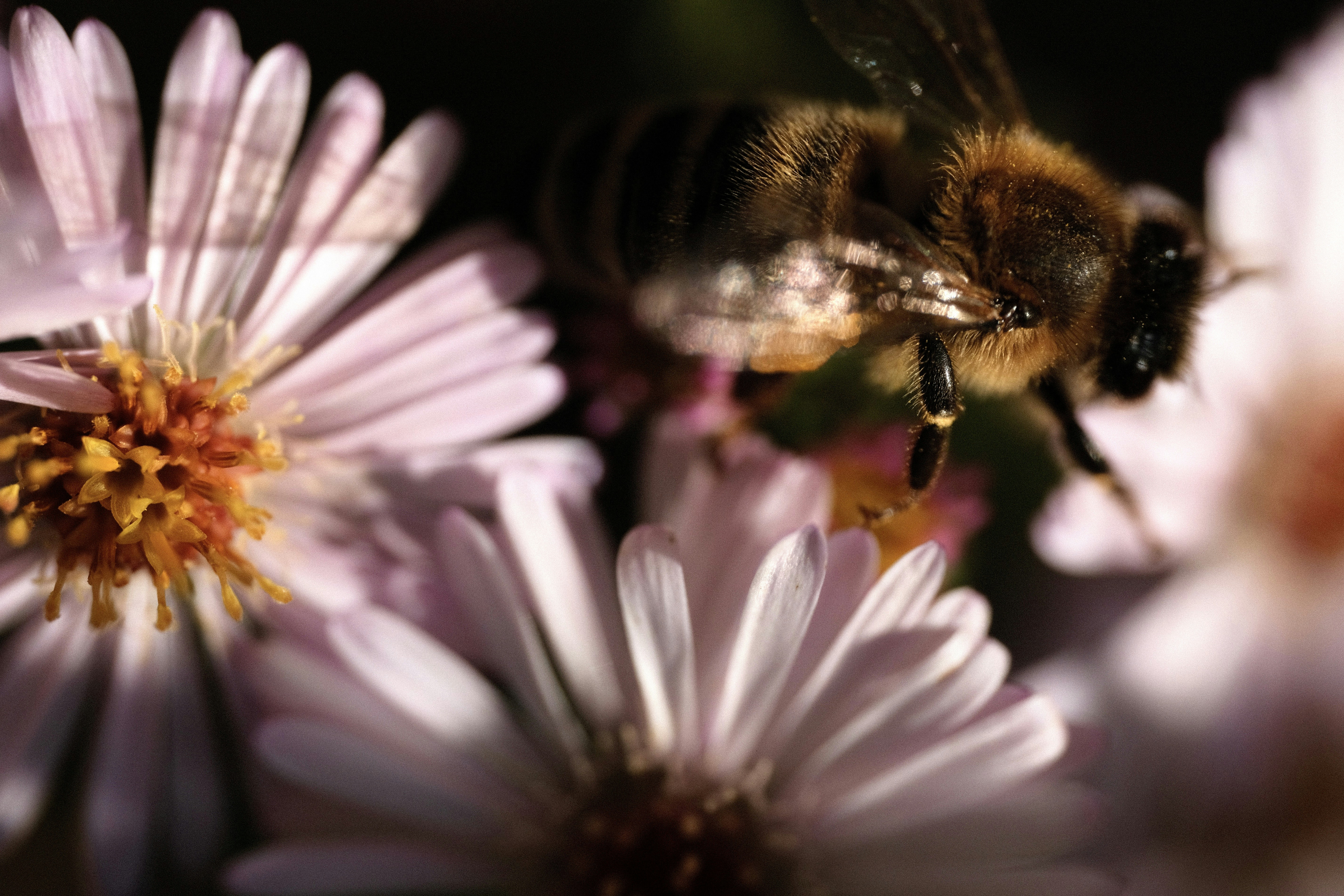 Eine Biene, die rosa Blüten in Nahaufnahme bestäubt