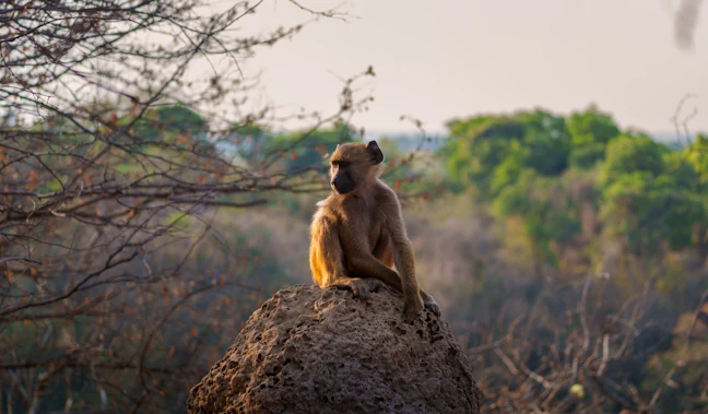 19-Day Southern Africa Budget Itinerary: April Gems