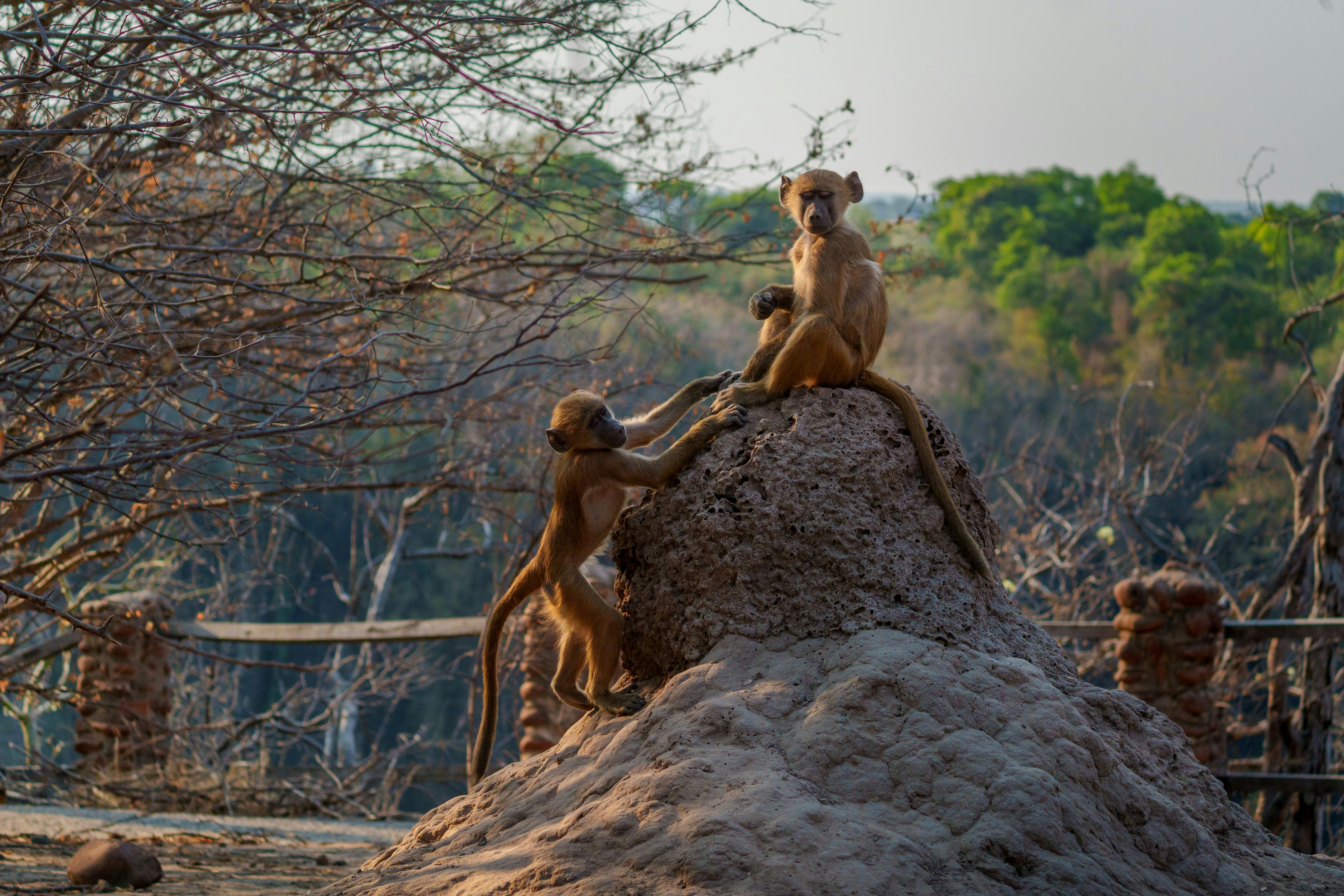 Two baboons climbing a termite mound.