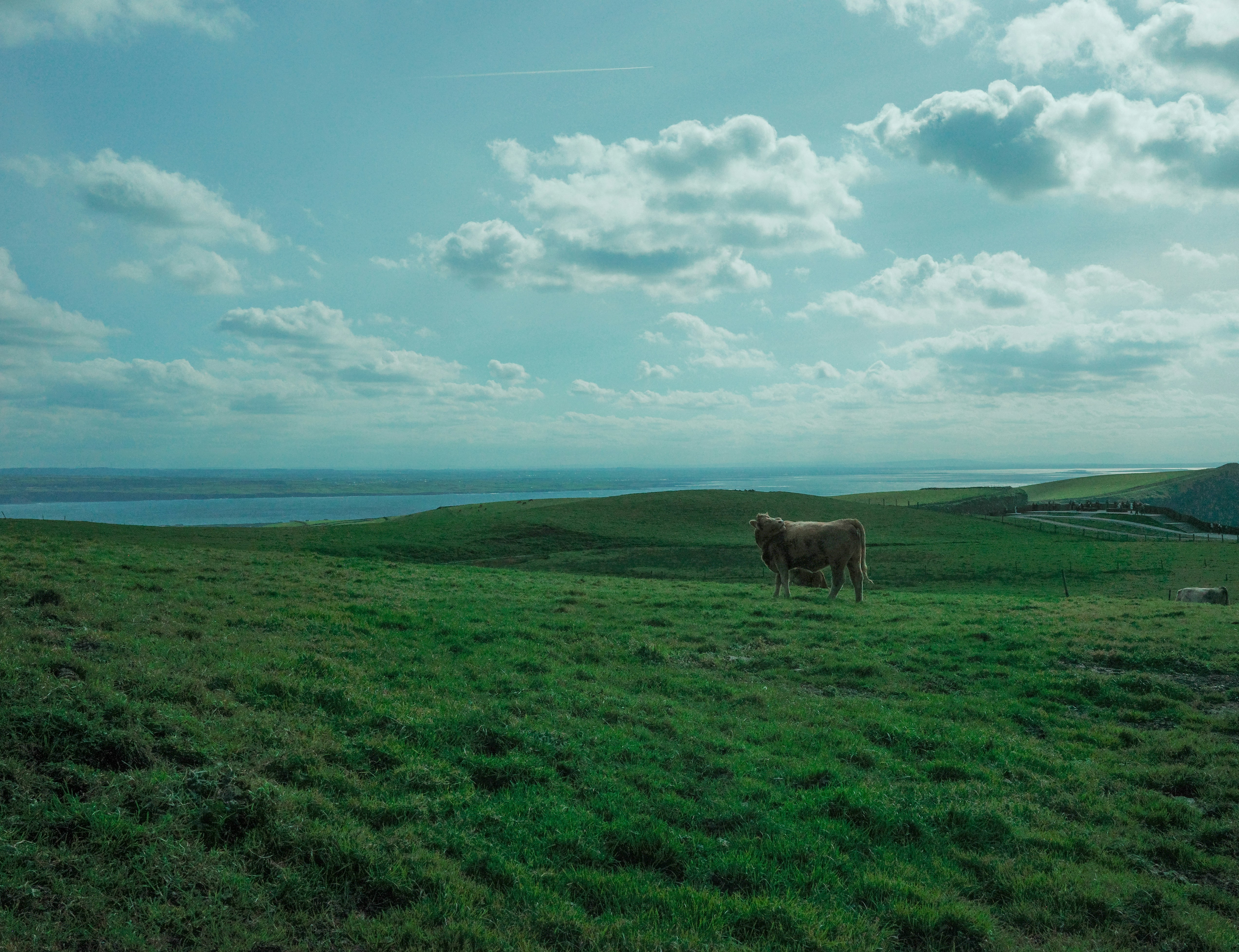 cow-grazing-on-a-green-grassy-hill-by-the-ocean
