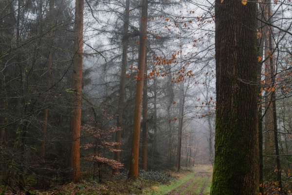 Forêt de Brocéliande
