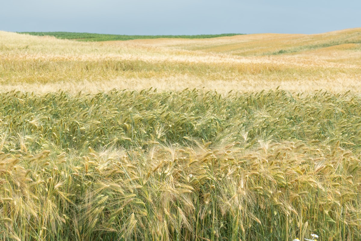 Golden wheat field in the Southern Plains