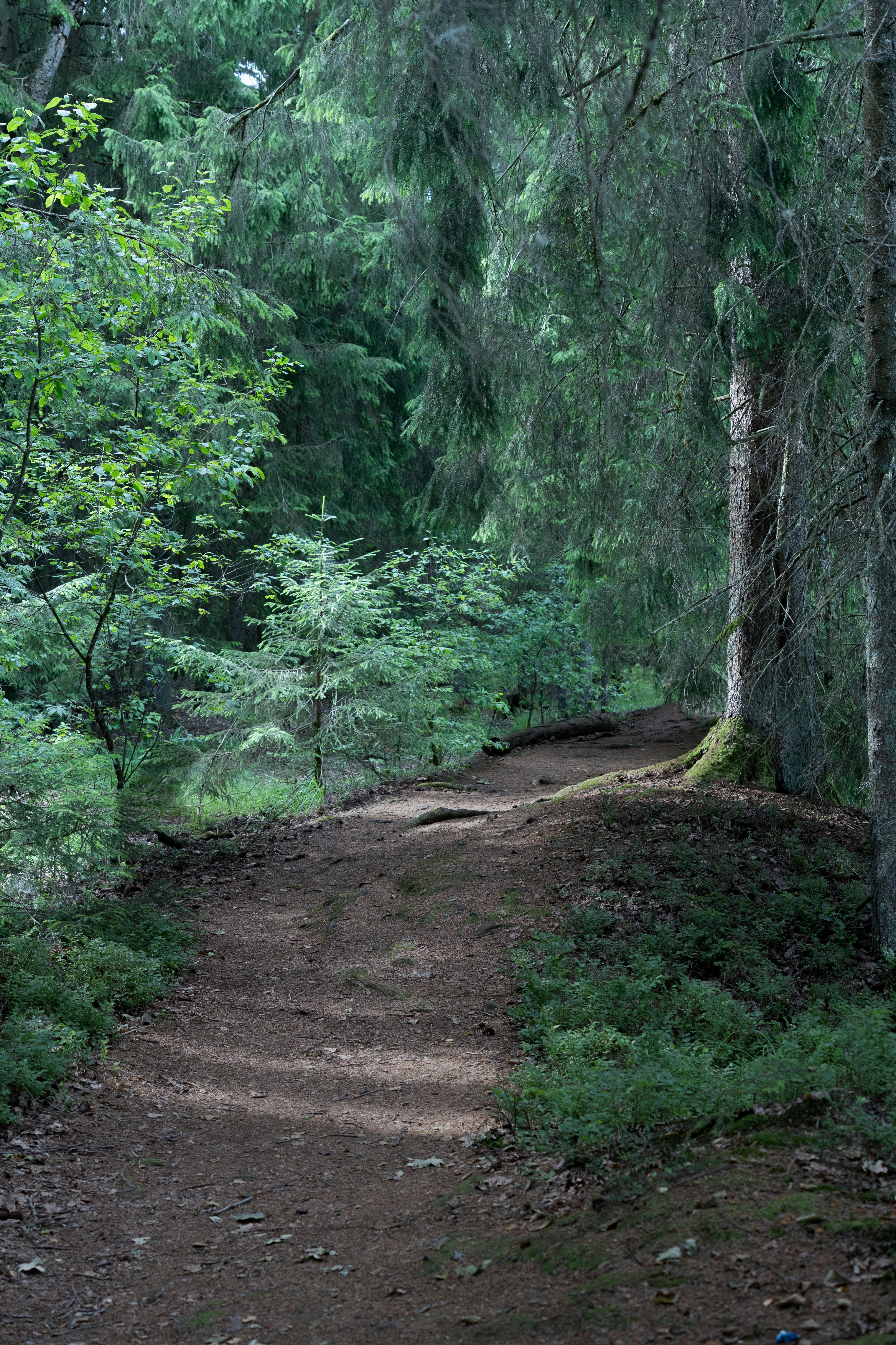 A winding dirt path through a lush green forest