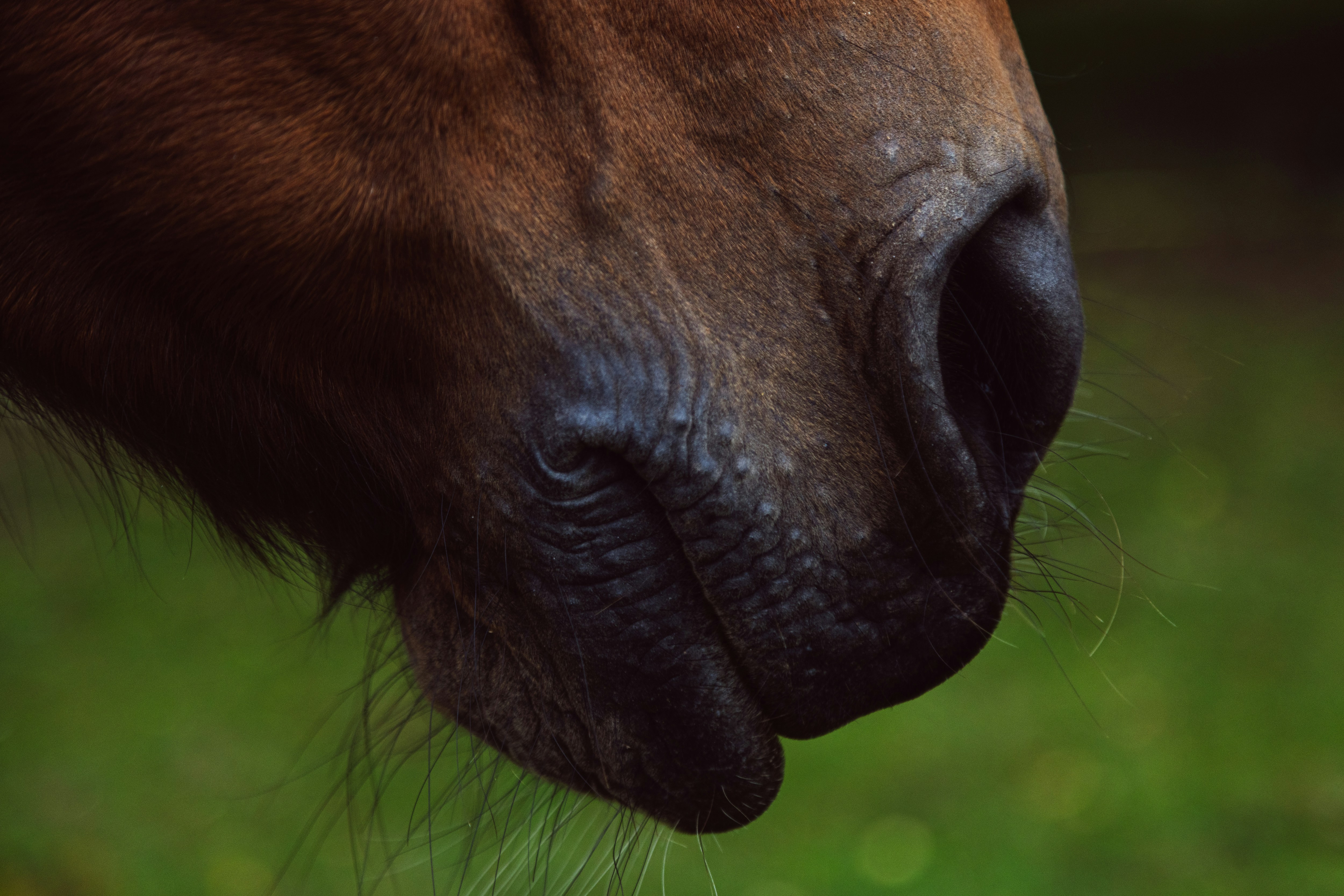 Feed Allergies in Horses: True Allergy or a Gut Health Issue?