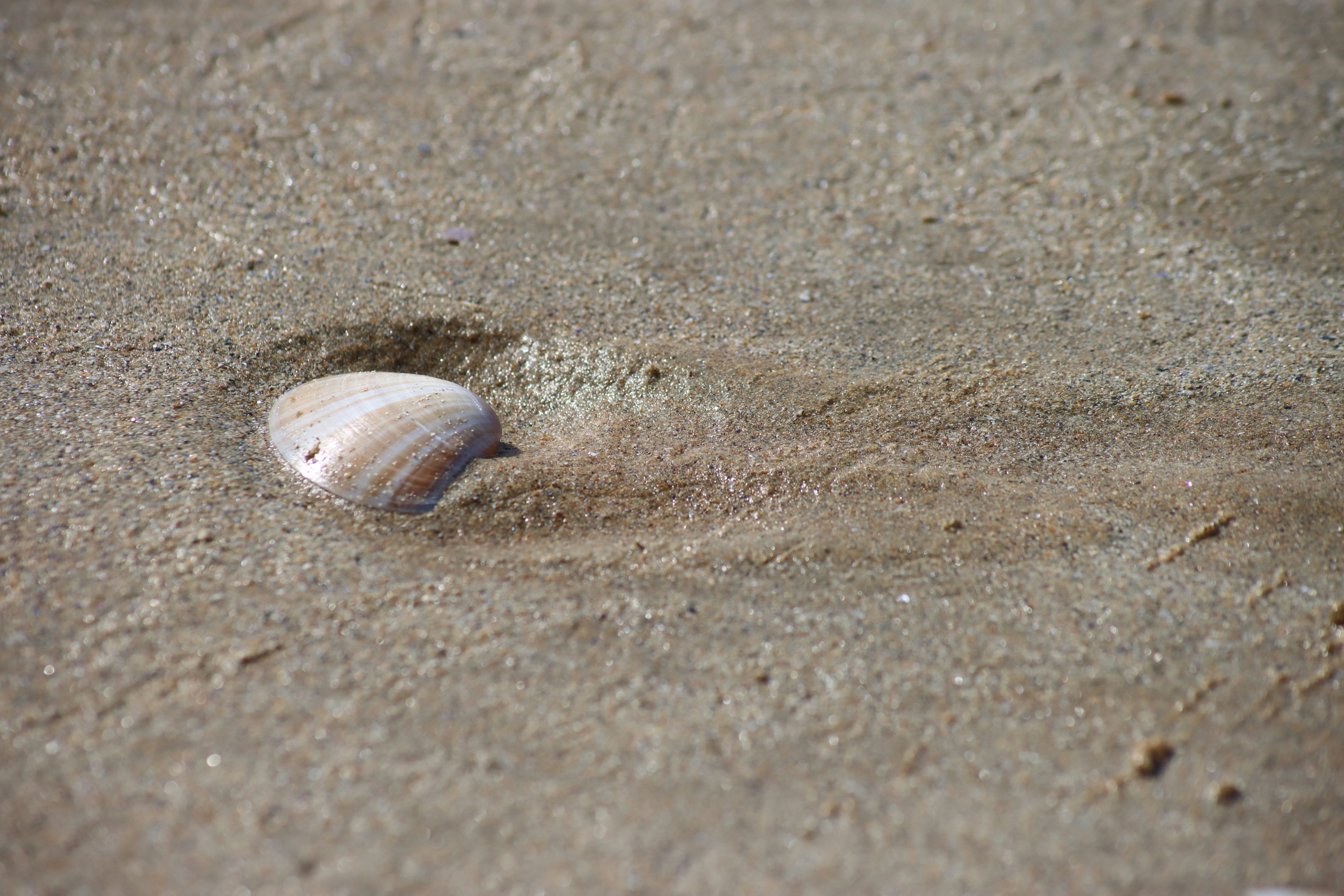 A single seashell rests on wet sand.