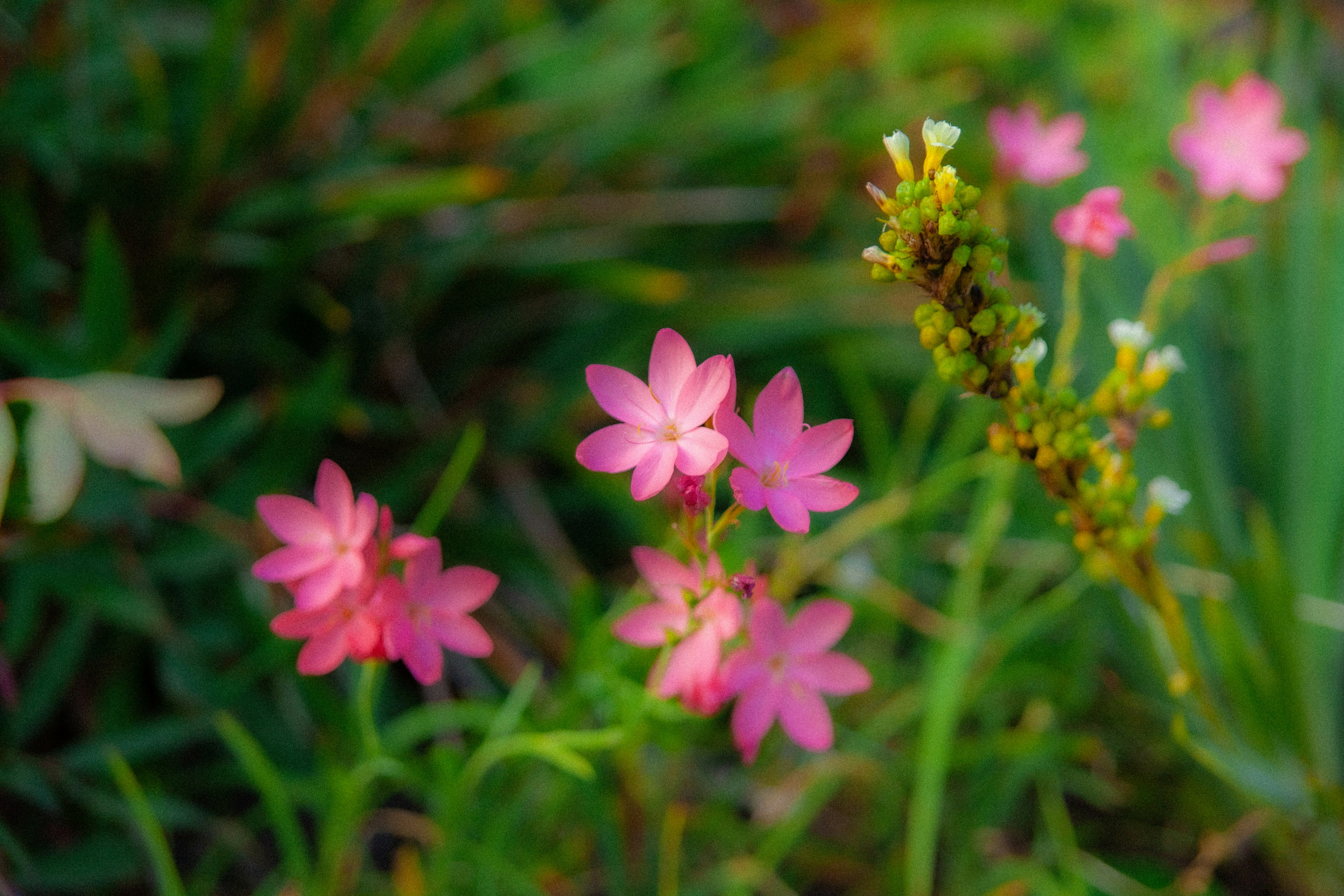 Delicadas flores silvestres rosadas florecen entre la hierba verde foto –  Imagen de Flores gratuita en Unsplash, image size:3000x2000