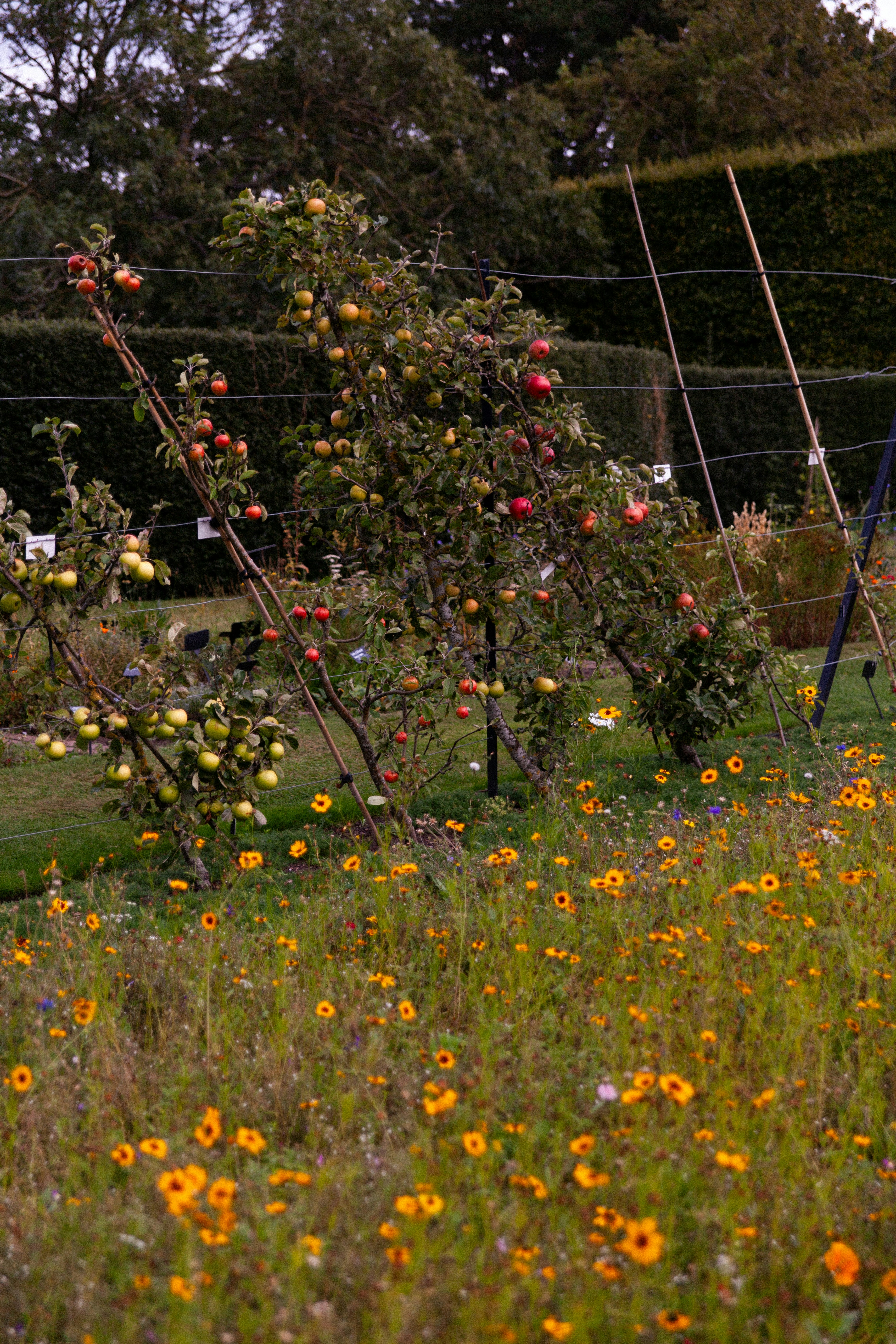 Meli carichi di frutti in un campo di fiori.
