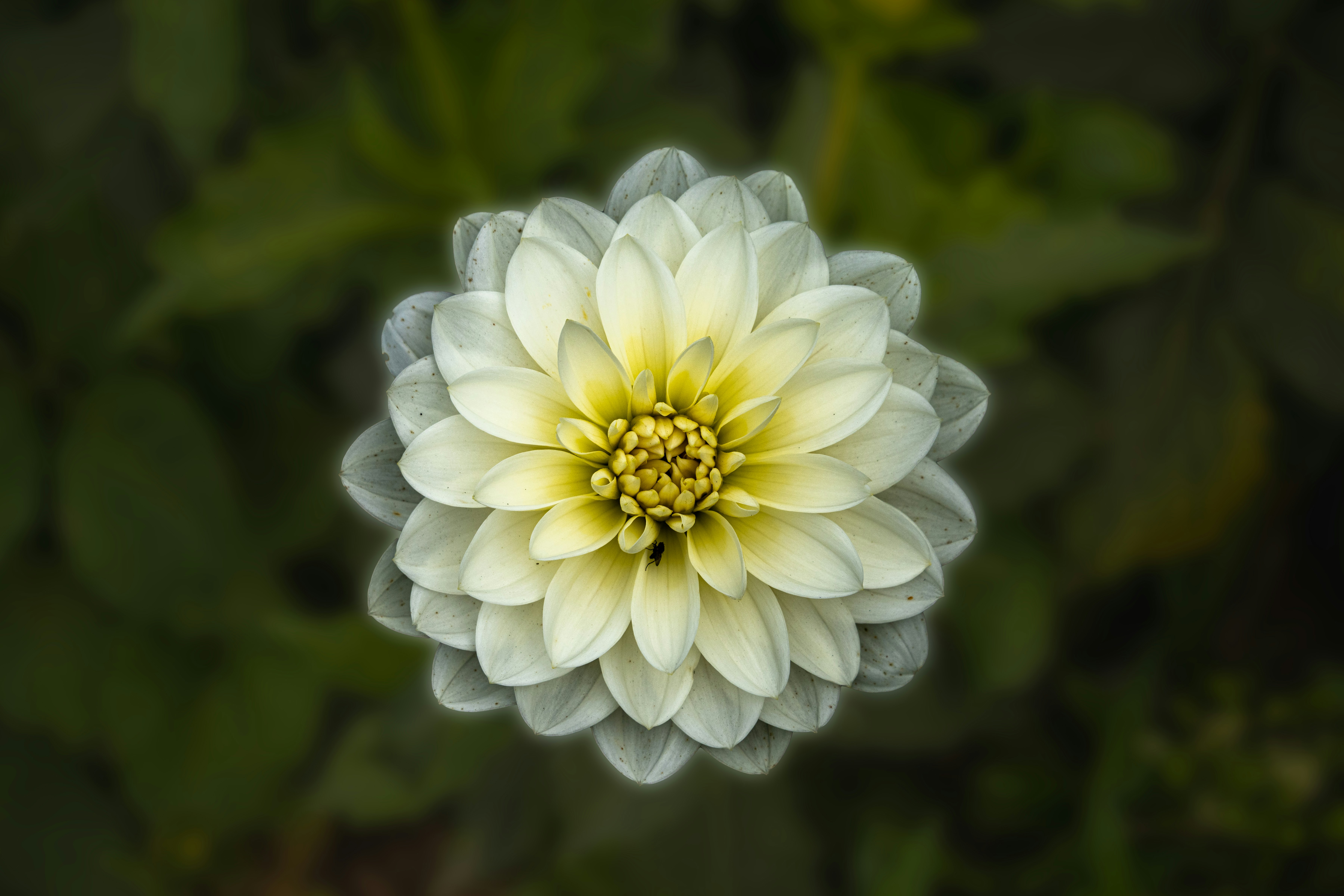 Photo by siegfriedpoepperl