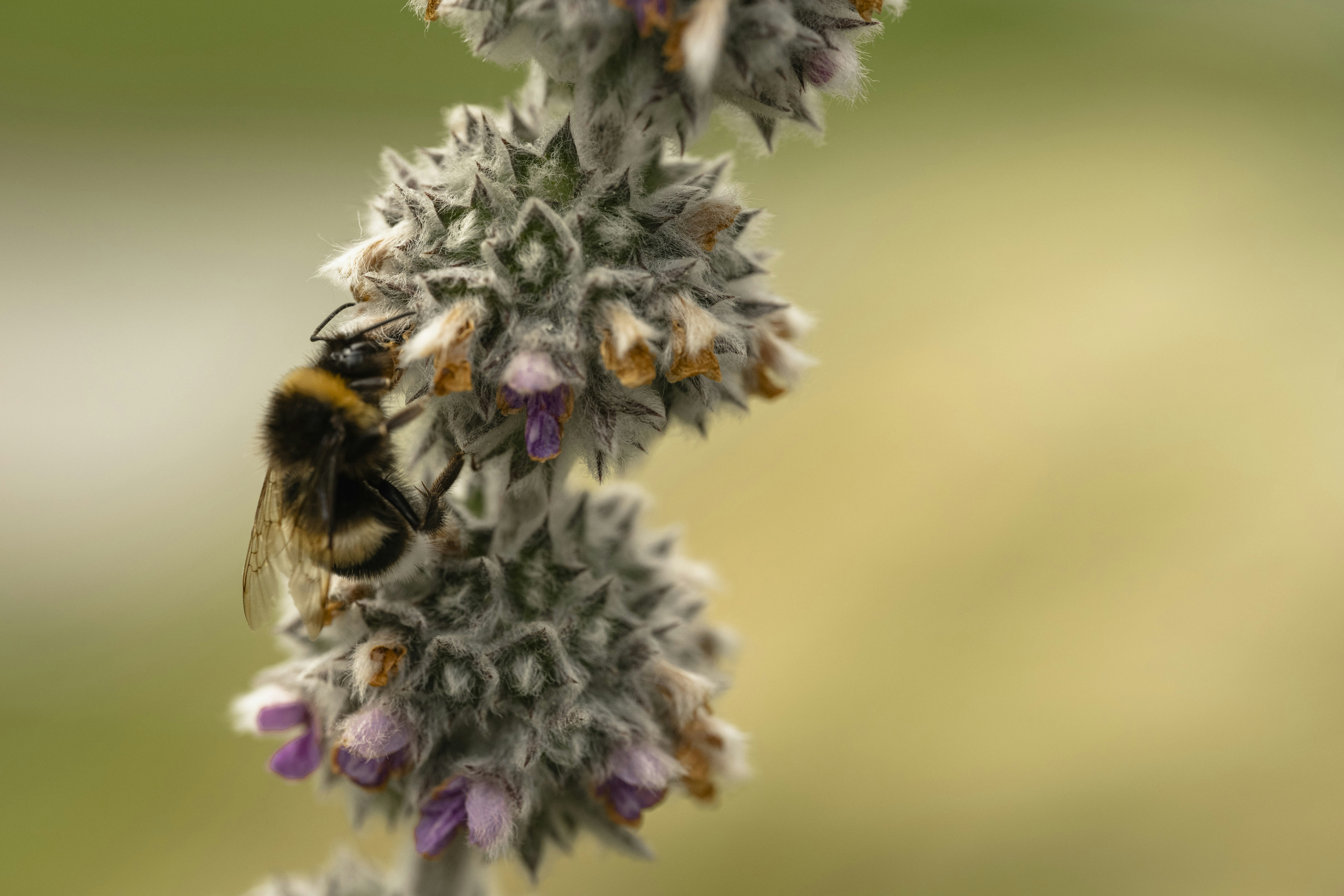 Un abejorro peludo en una planta puntiaguda