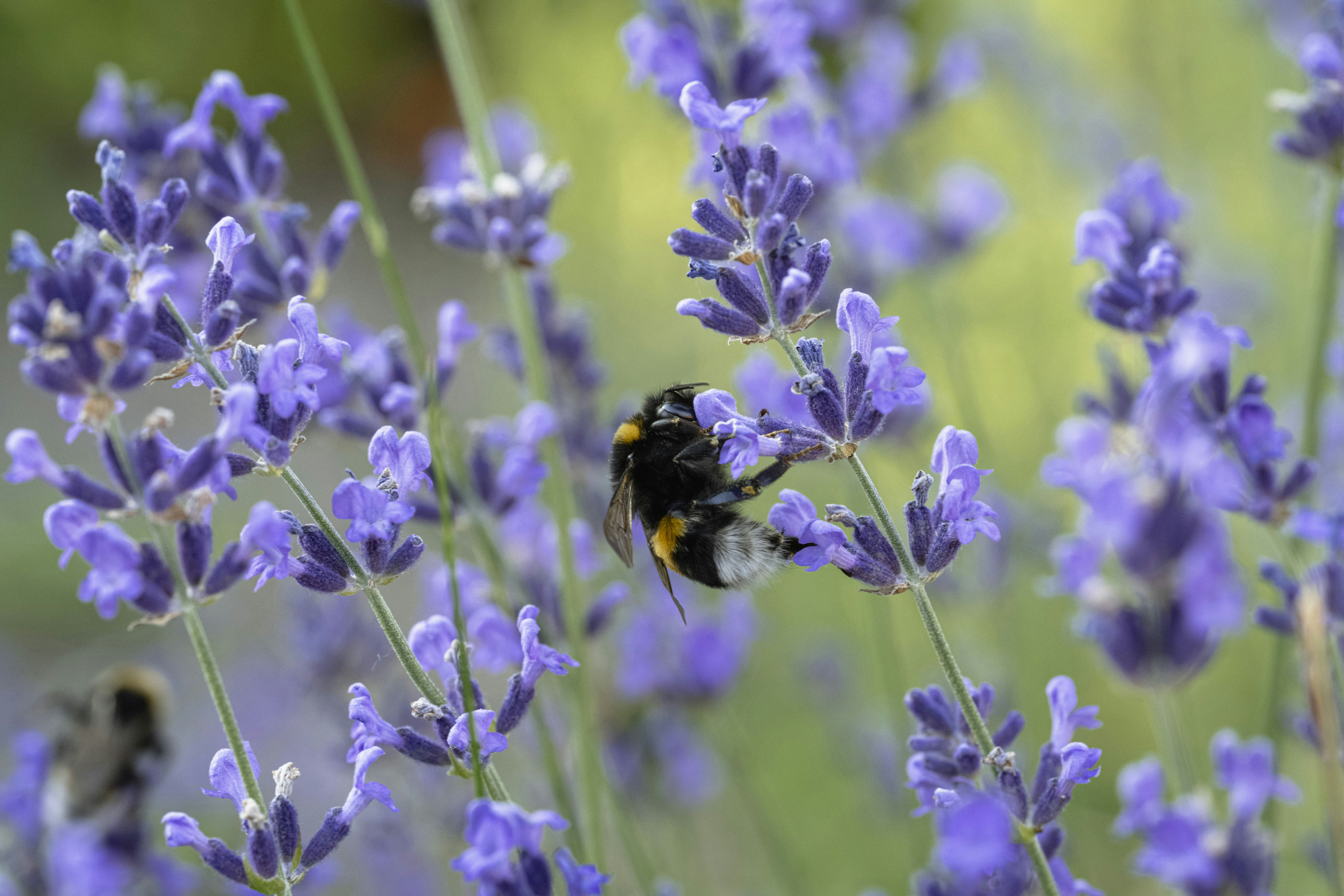 Photo by gabor_koszegi