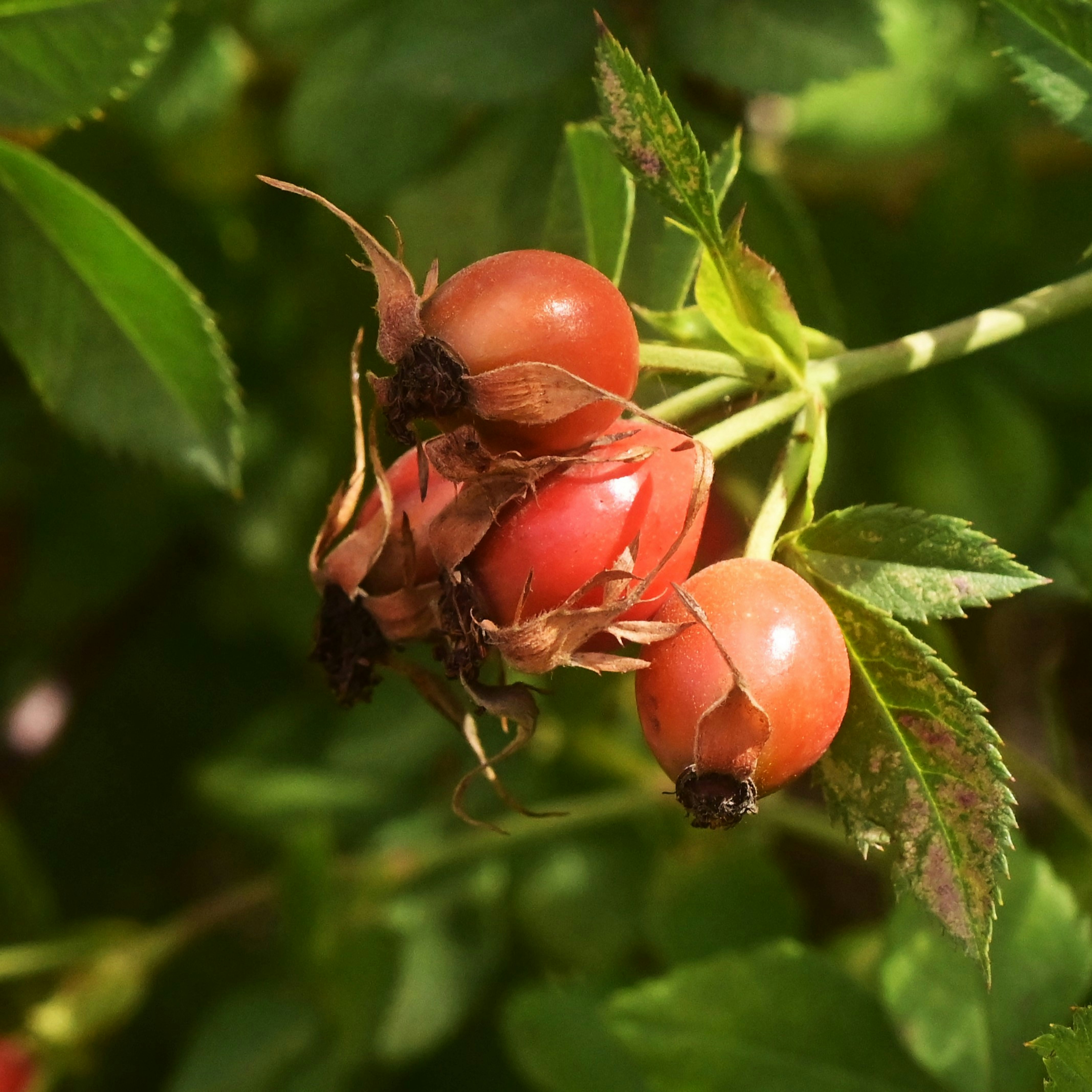 Rose hips on a green bush in sunlight.