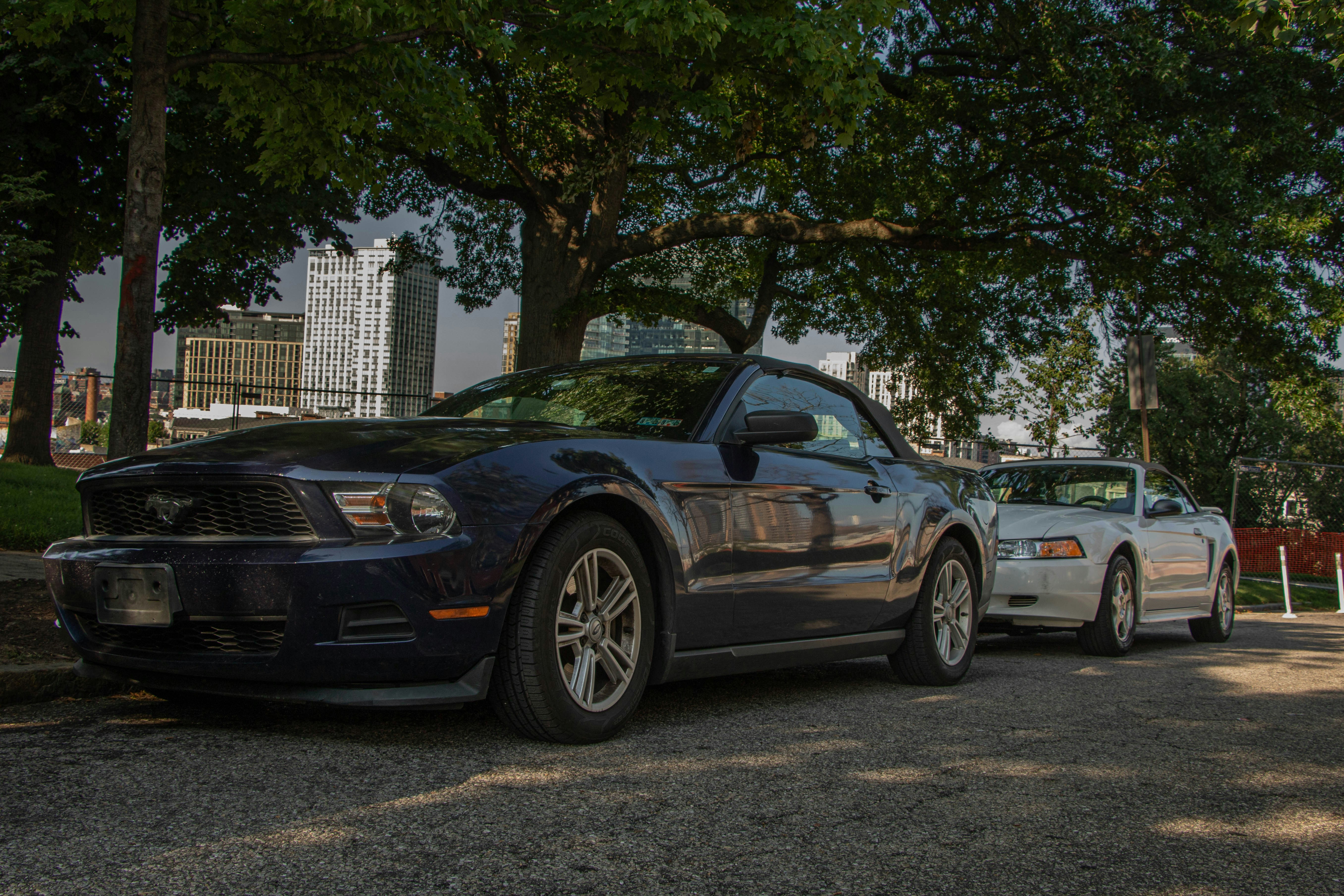 Two ford mustangs parked under trees