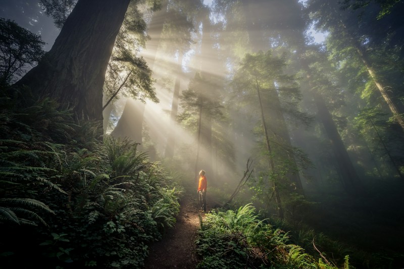Big Basin Redwoods State Park