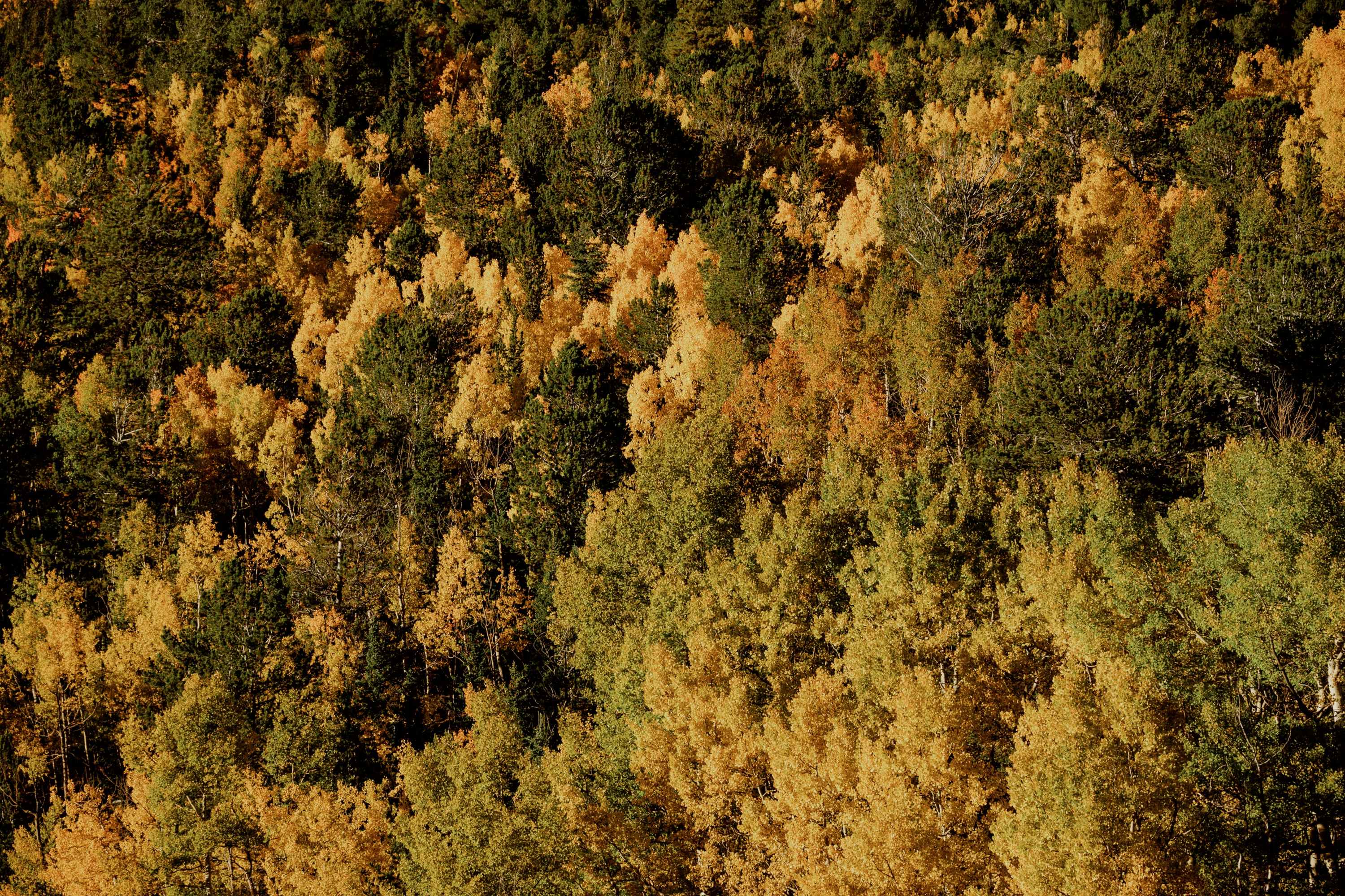Autumn forest with yellow and green trees