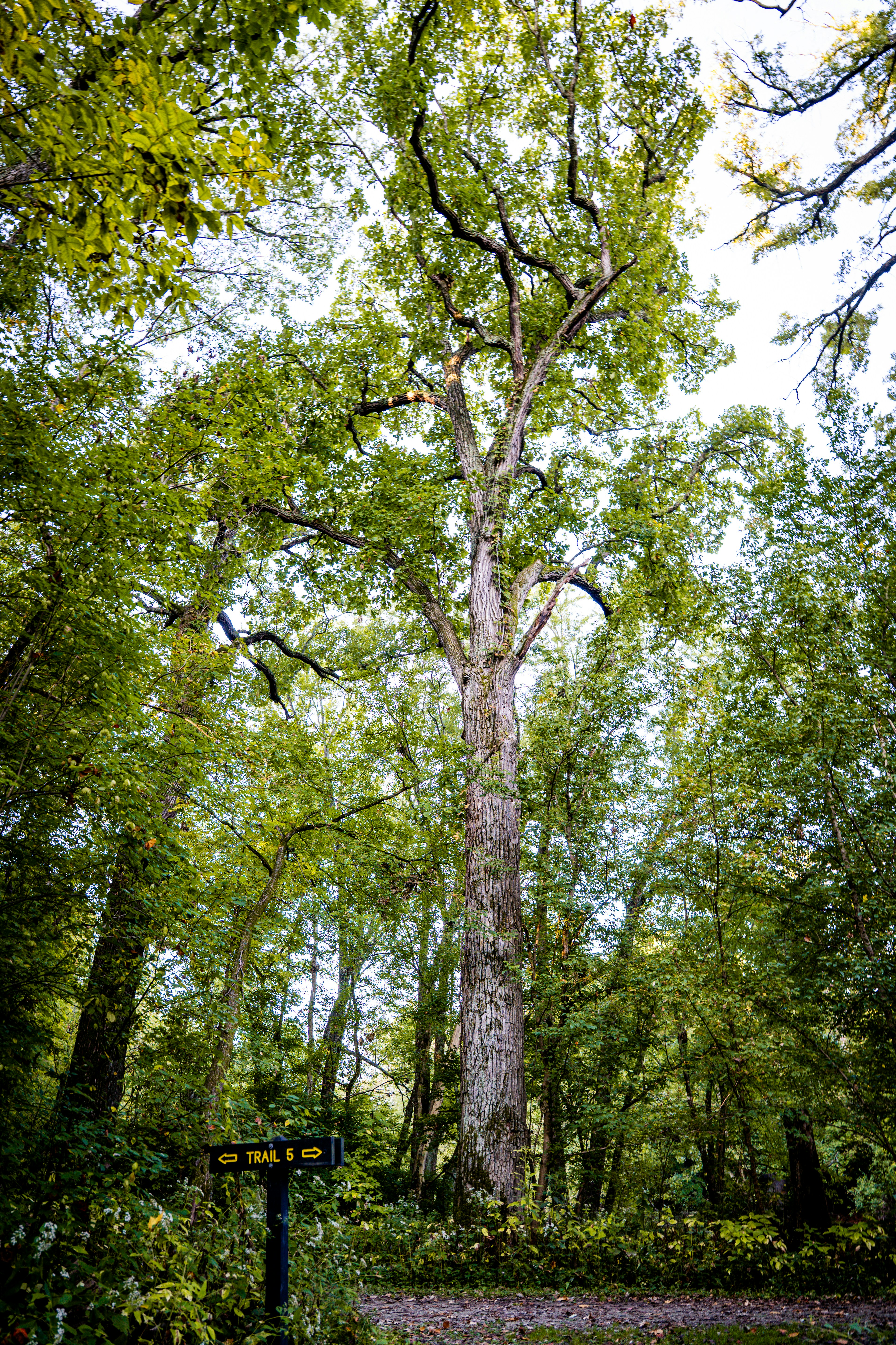 Tall tree with a trail sign in a forest