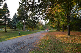 Person walking on a path through autumn trees